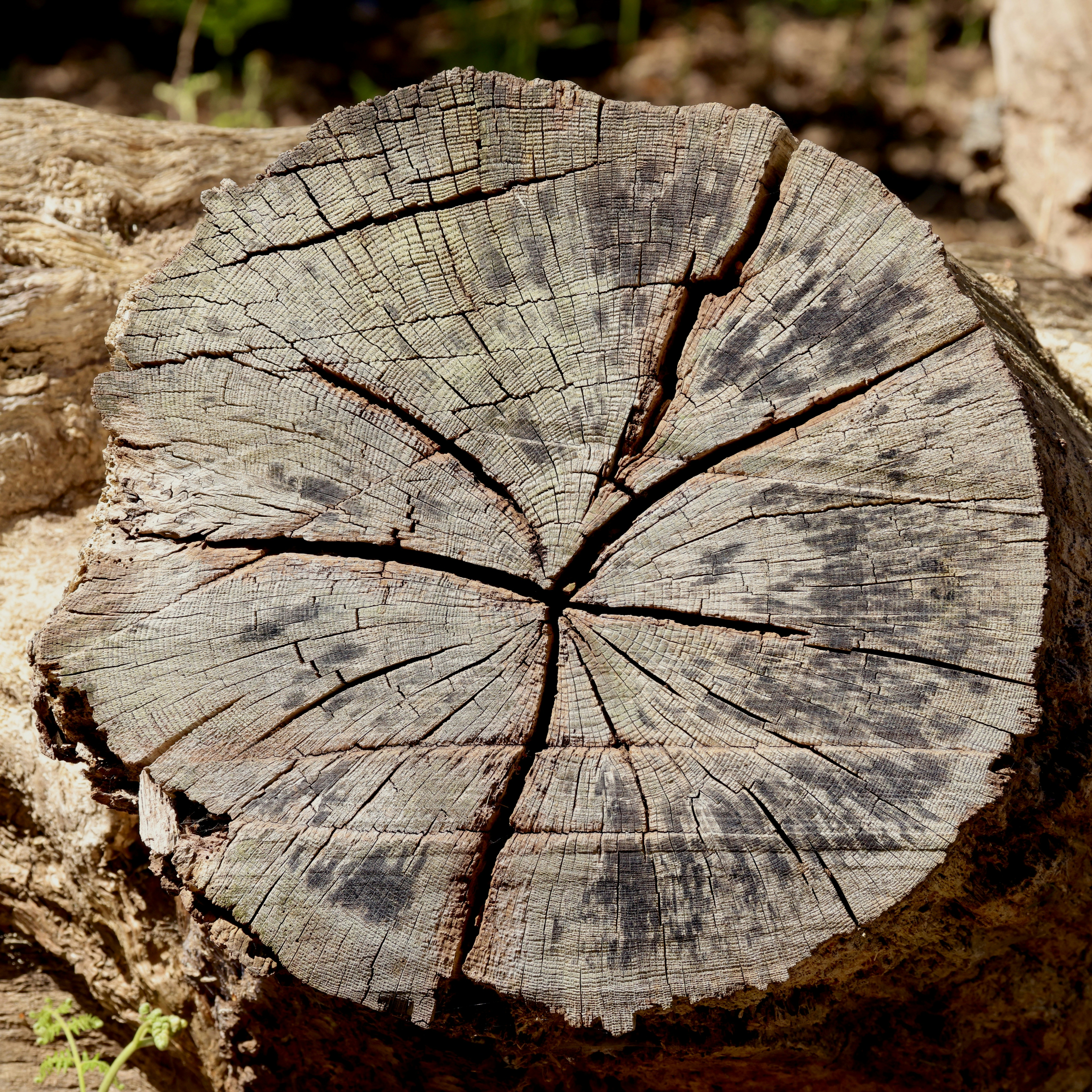 Close-up of a weathered tree stump with visible rings.