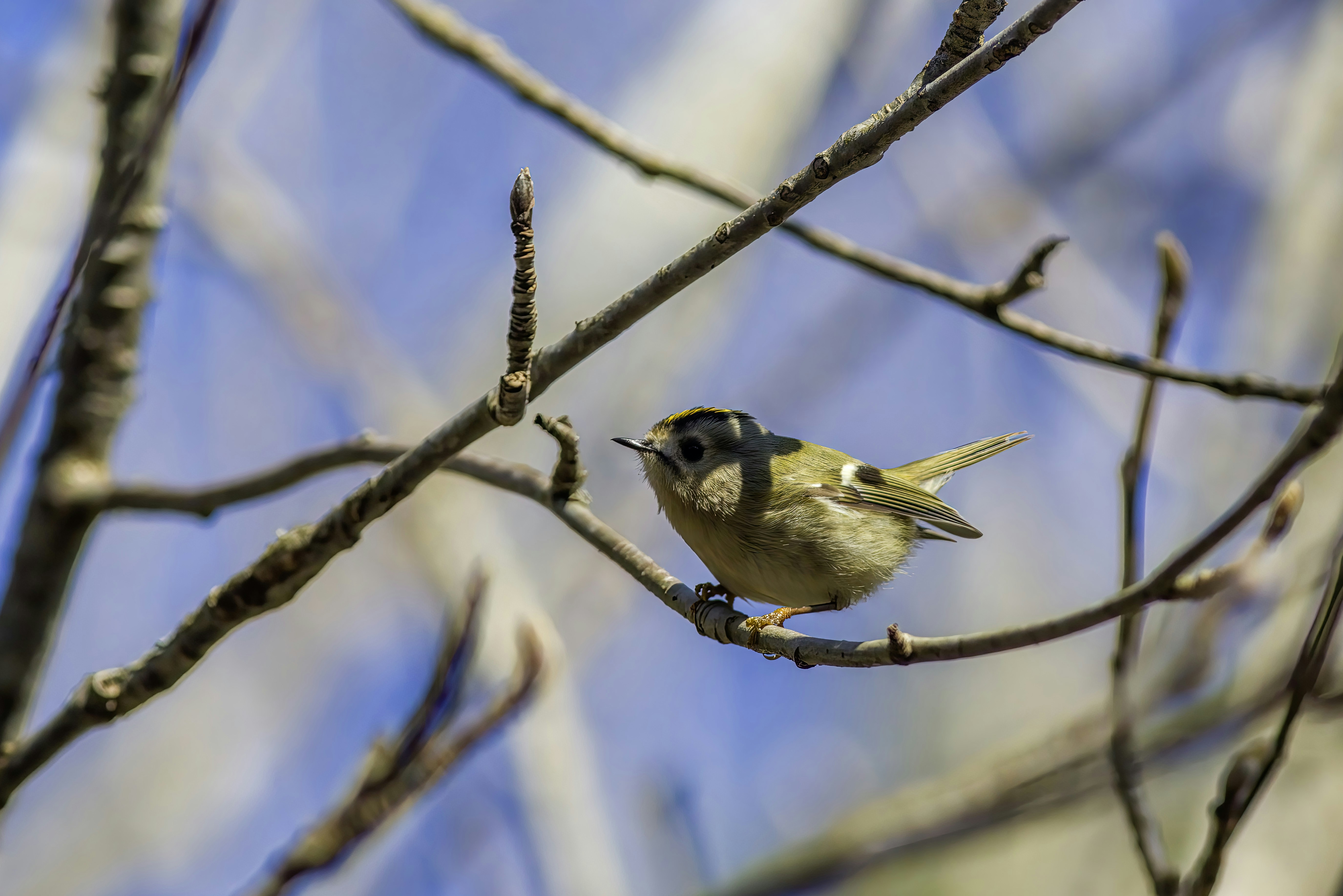 A tiny goldcrest bird perched on a tree branch.