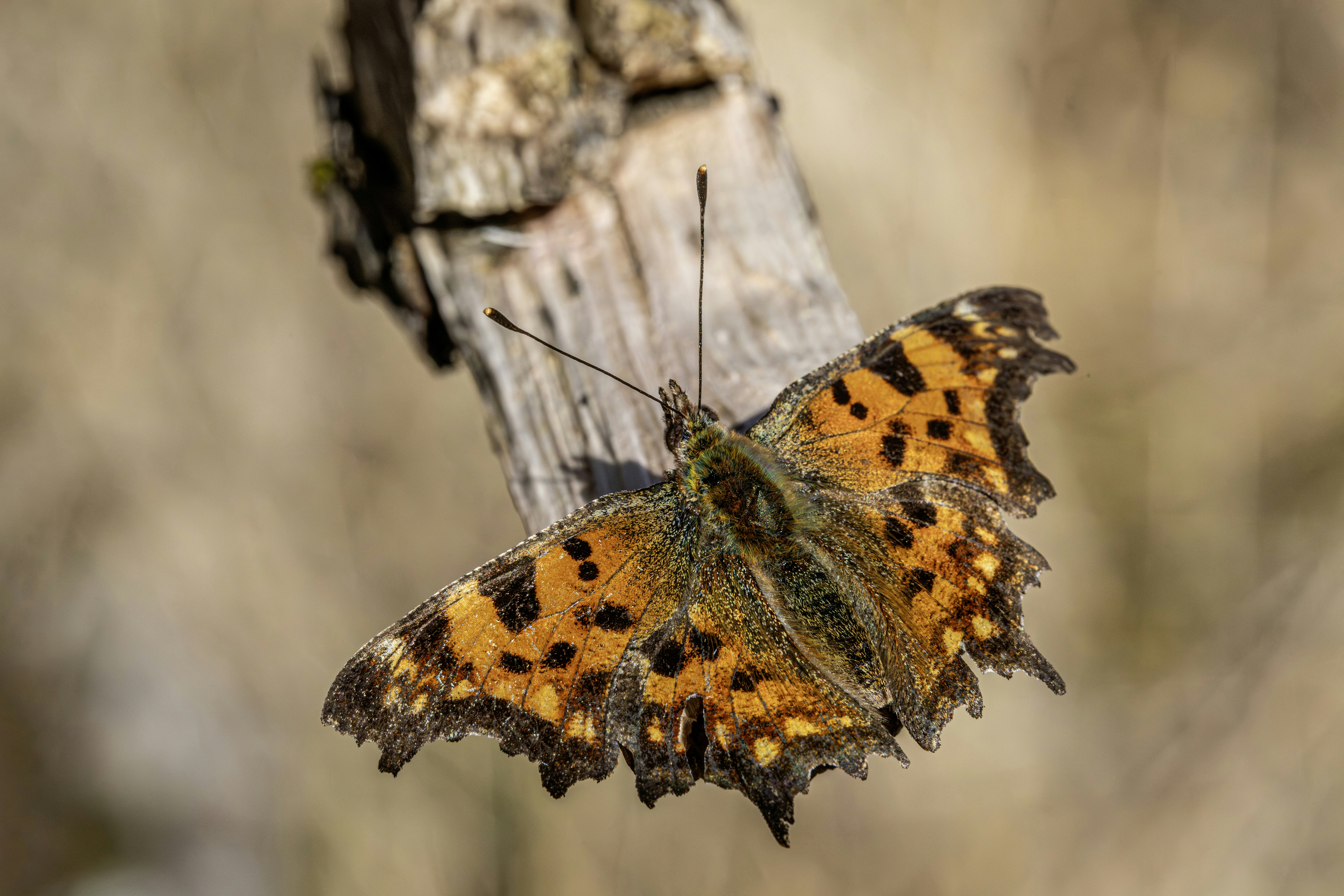 A colorful butterfly rests on a dry branch.