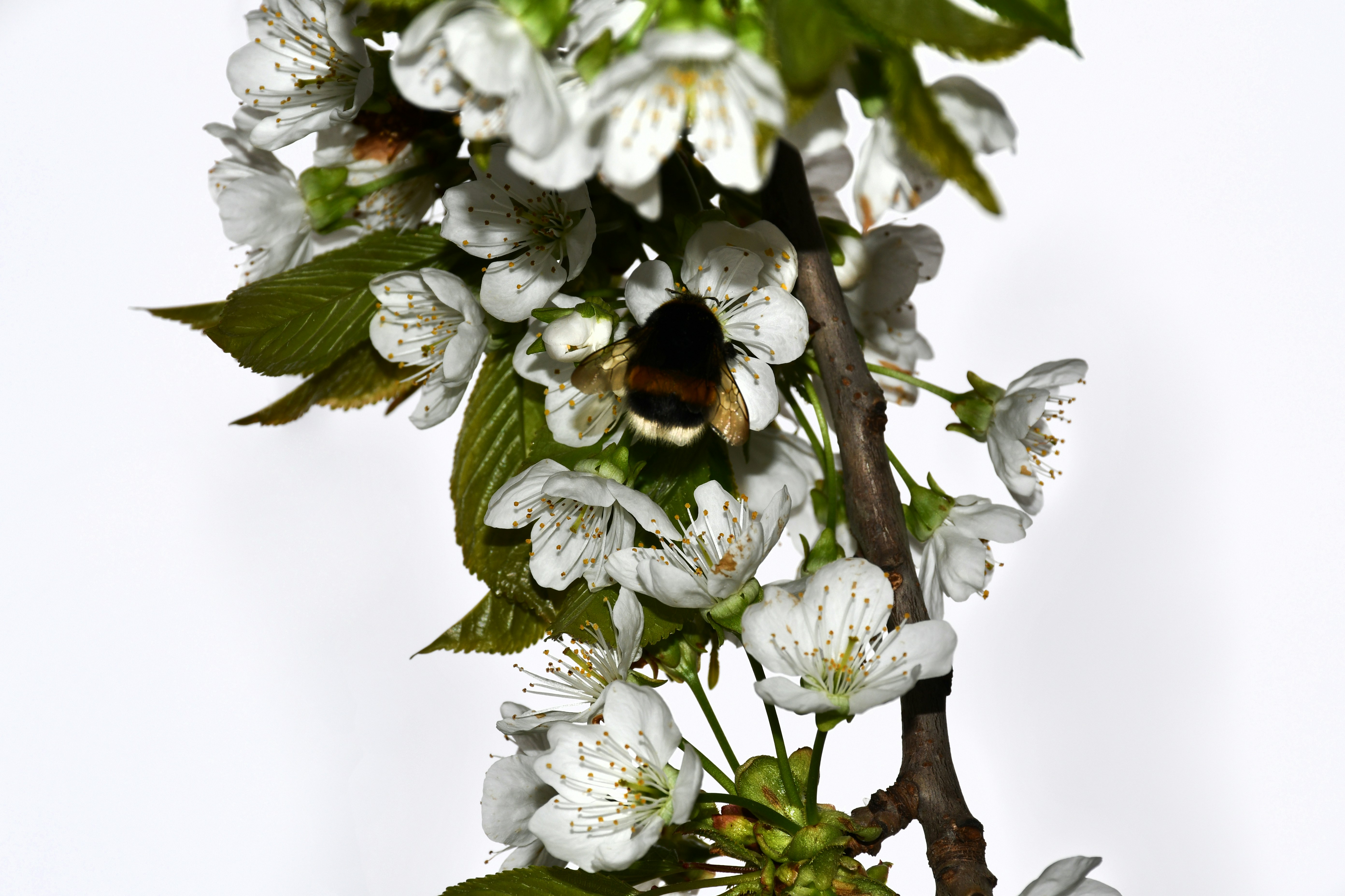 Un bourdon pollinisant des cerisiers blancs sur une branche.