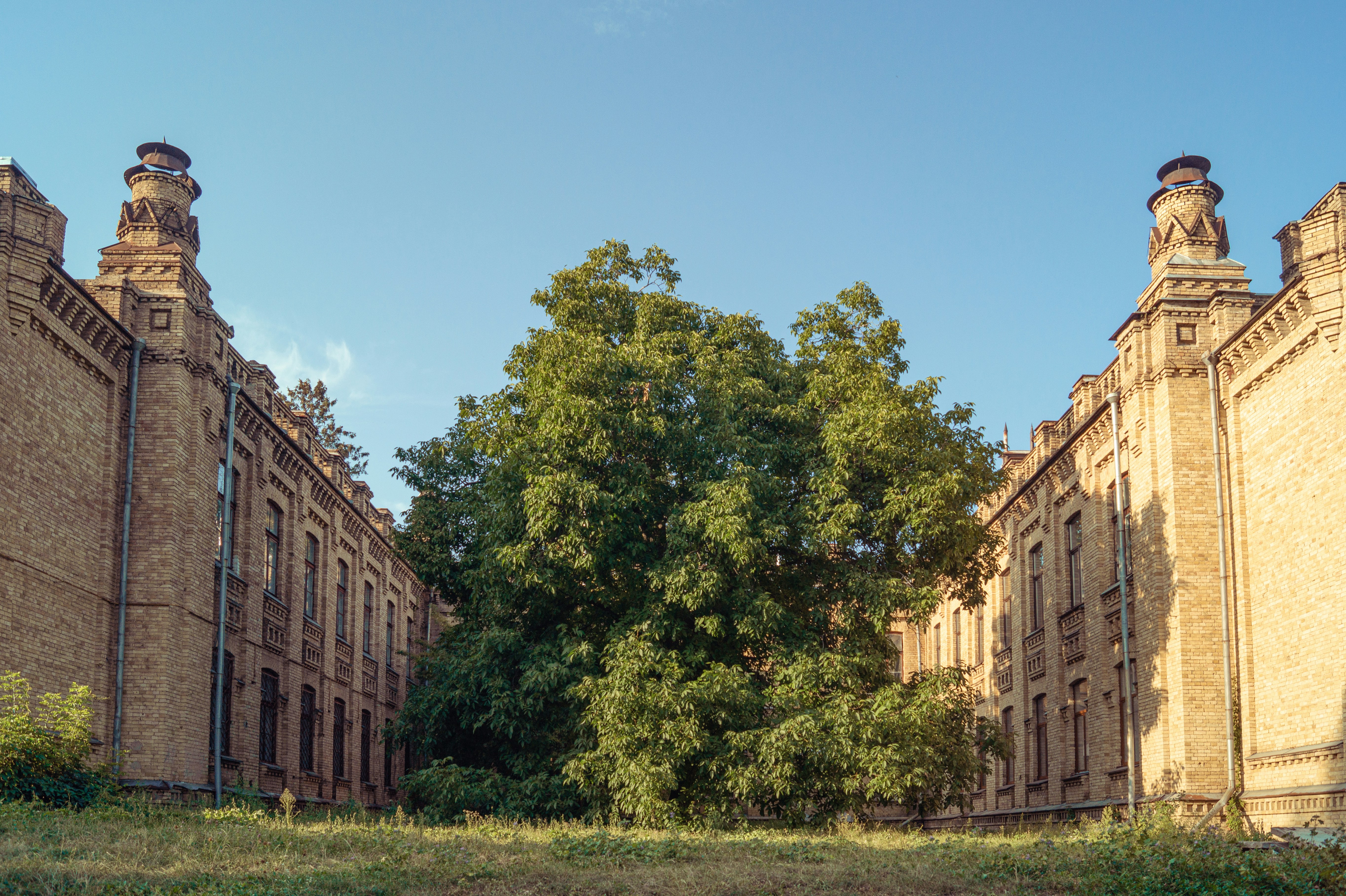 Two brick buildings flank a large green tree