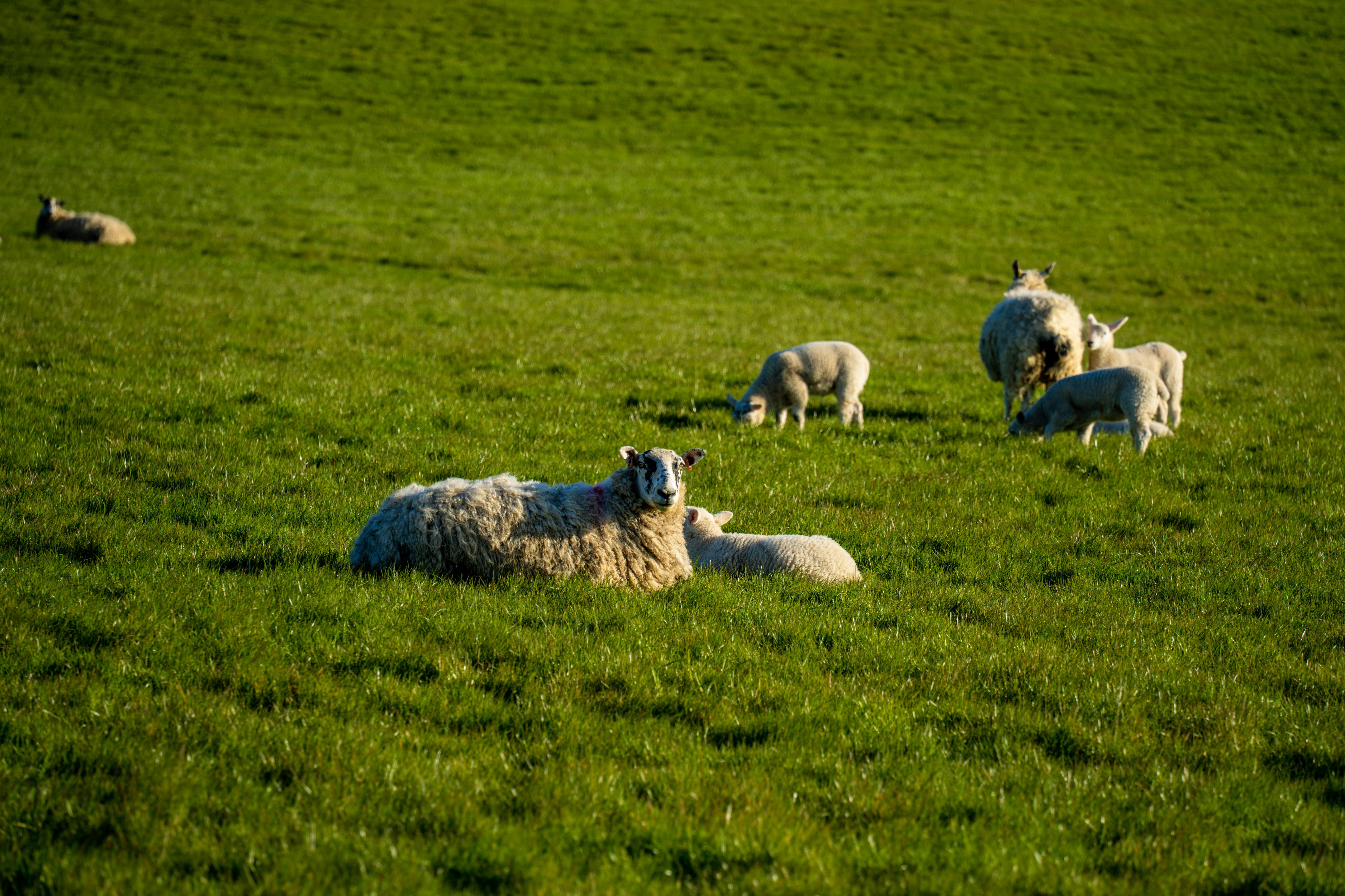 Sheep grazing on a lush green hillside under sunlight.