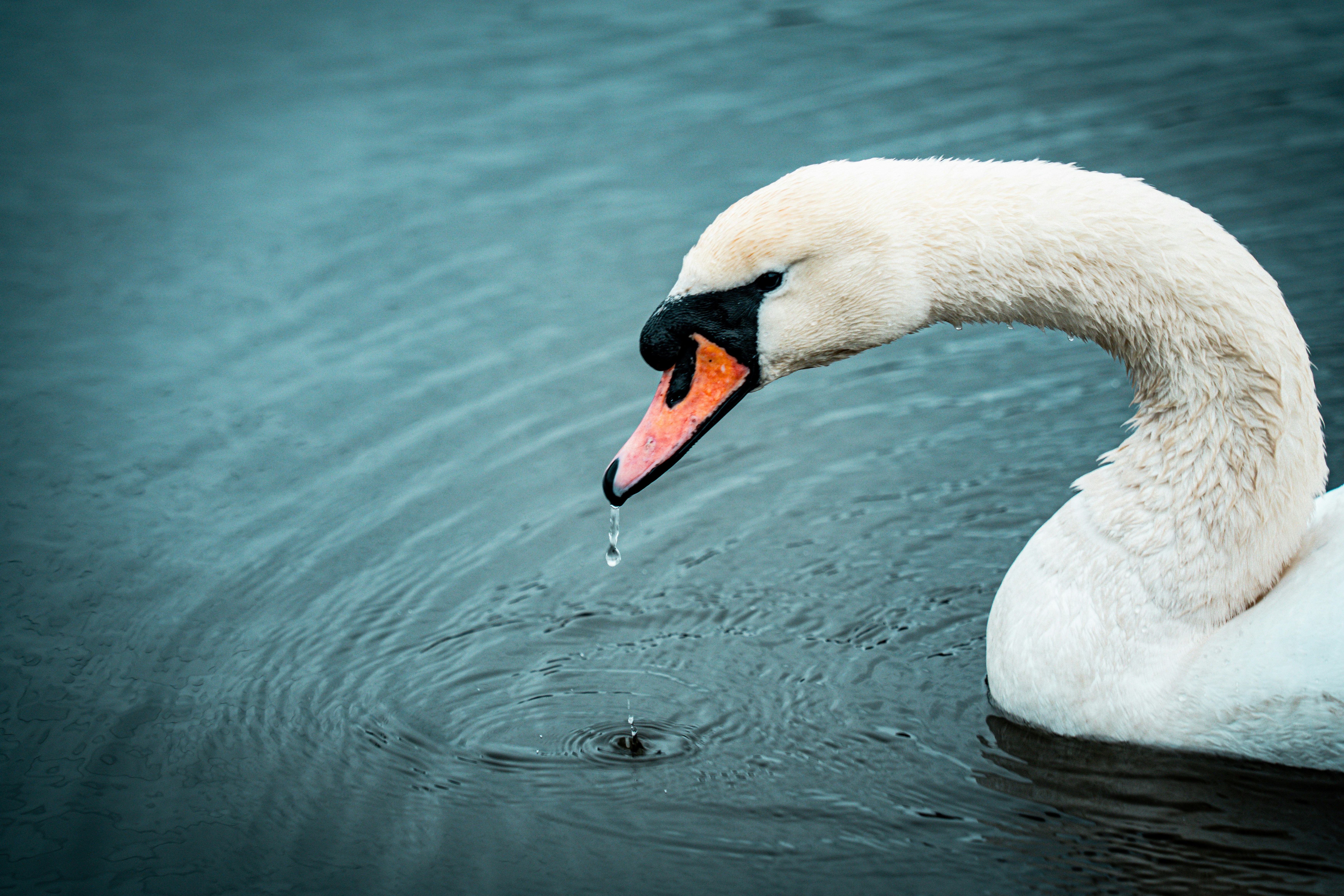 A white swan swims in dark blue water.