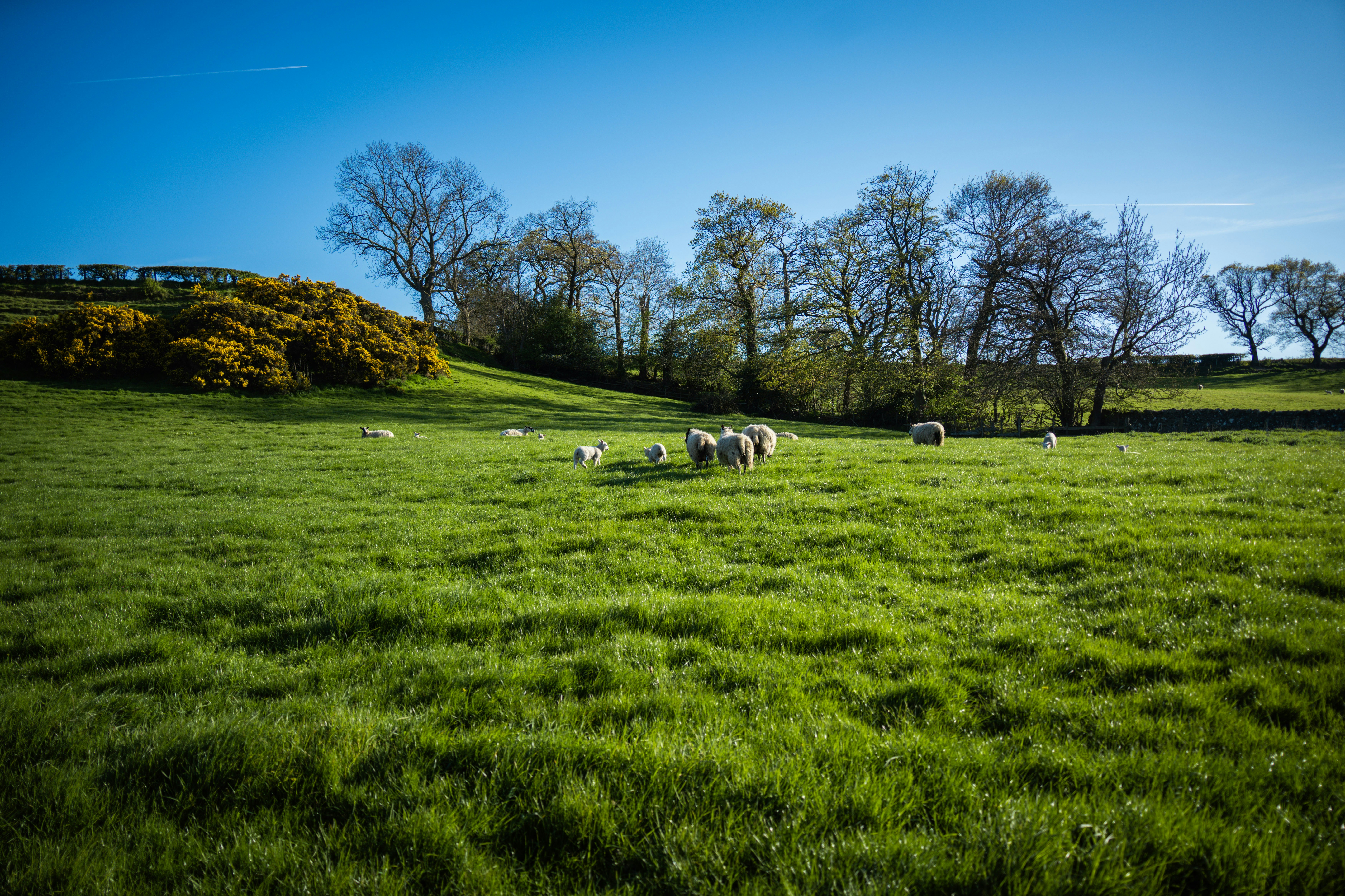 Sheep grazing in a lush green field under blue sky.