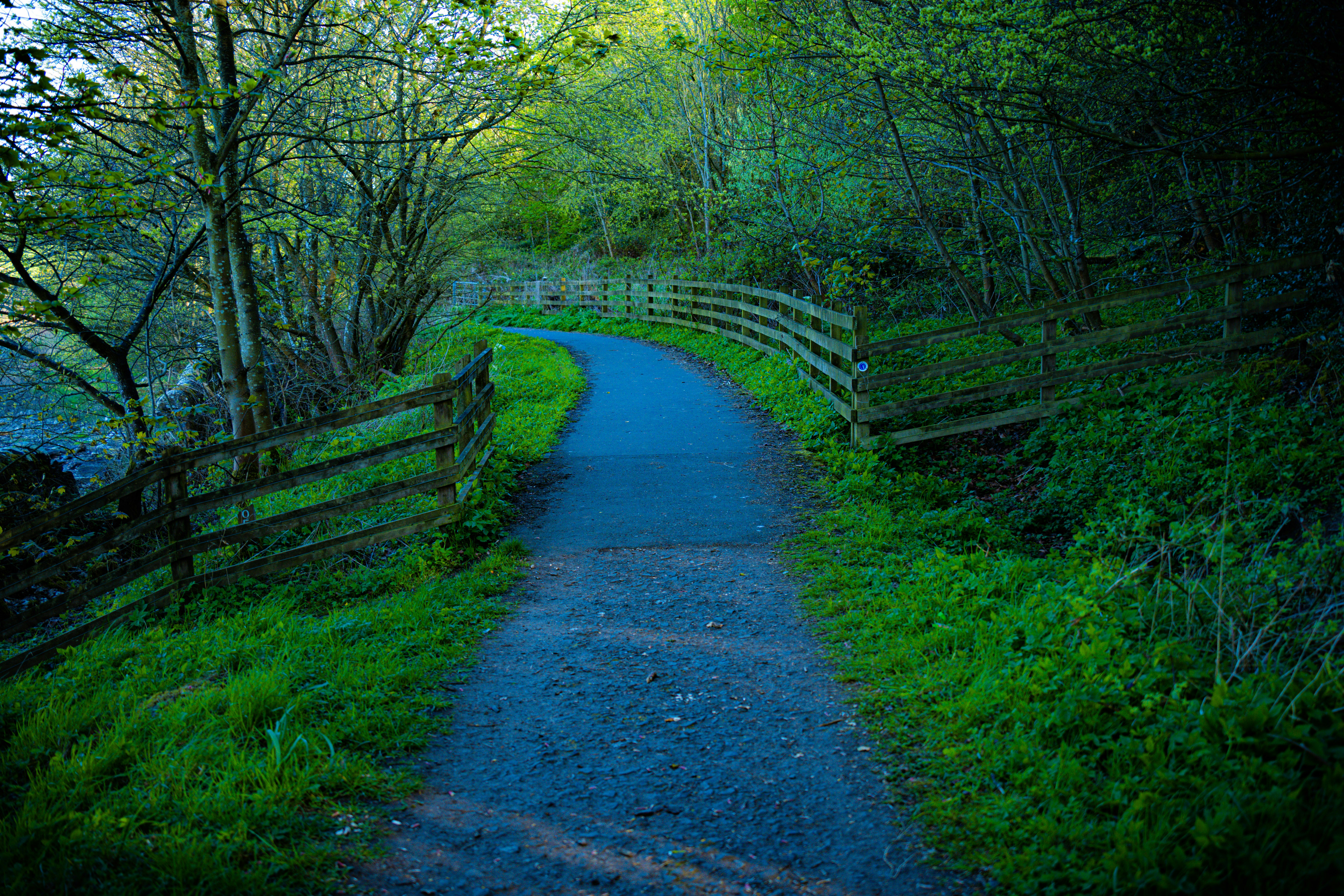 A winding path through a lush green forest.