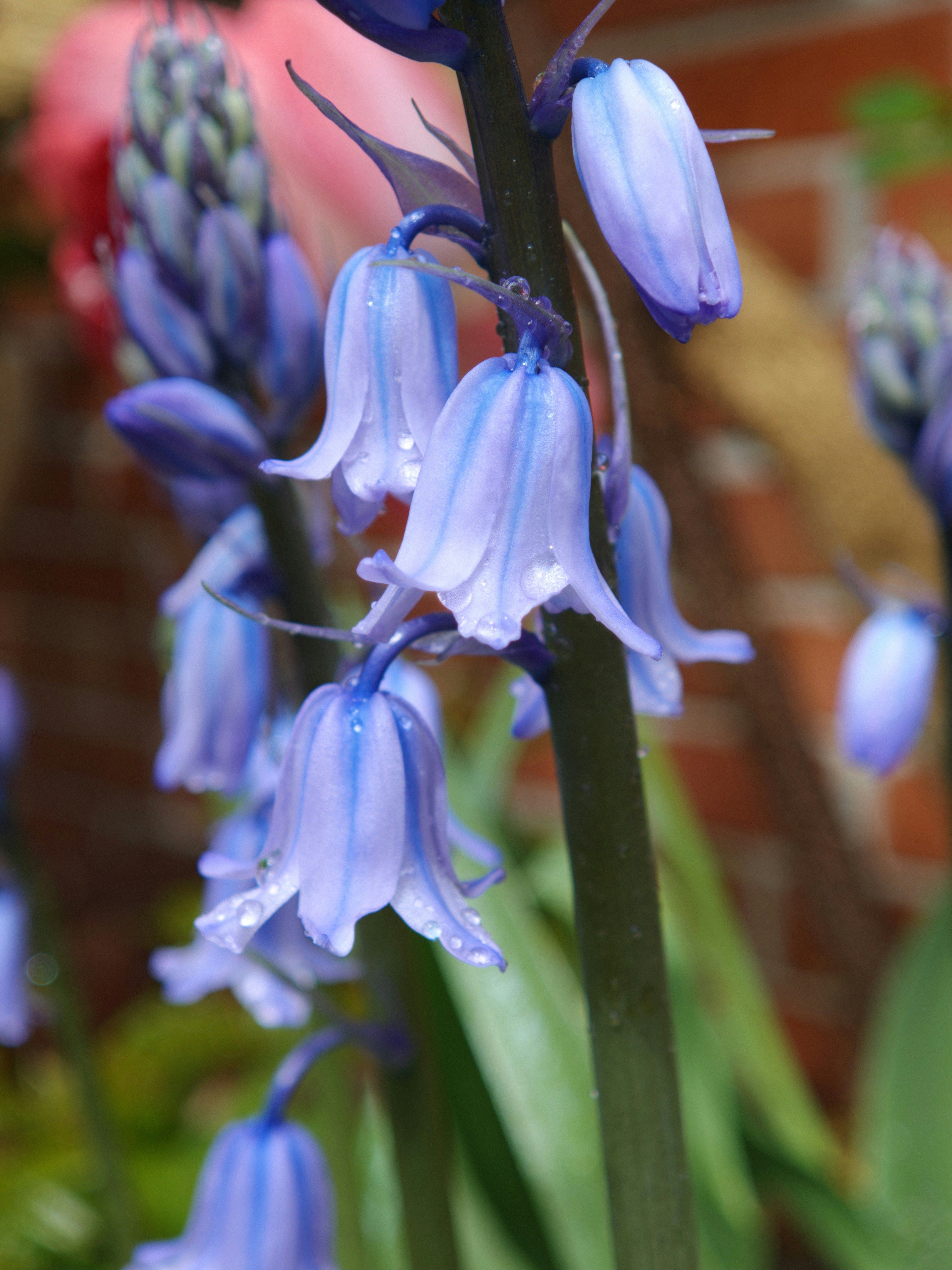 Bluebell flowers with water droplets on petals