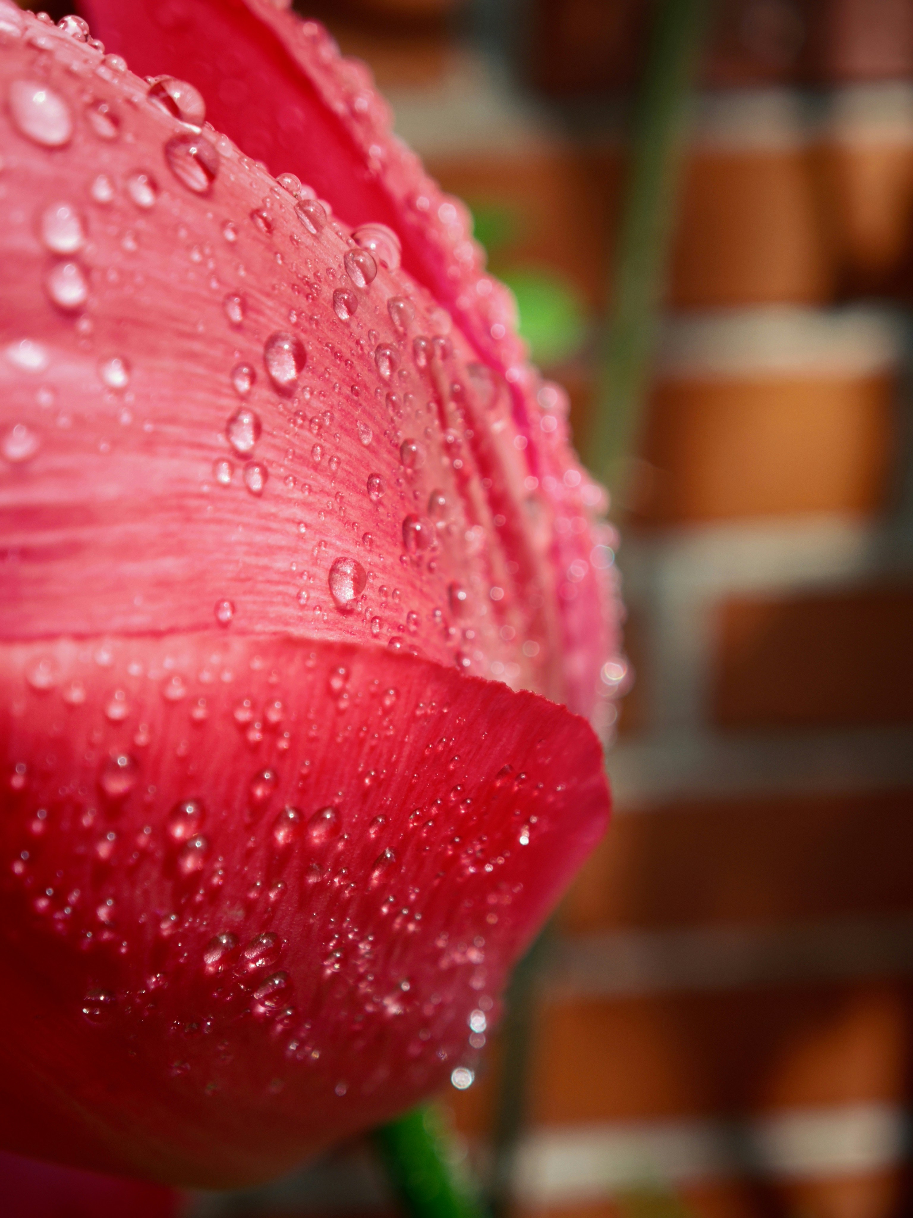 Close-up of a pink tulip covered in water droplets.
