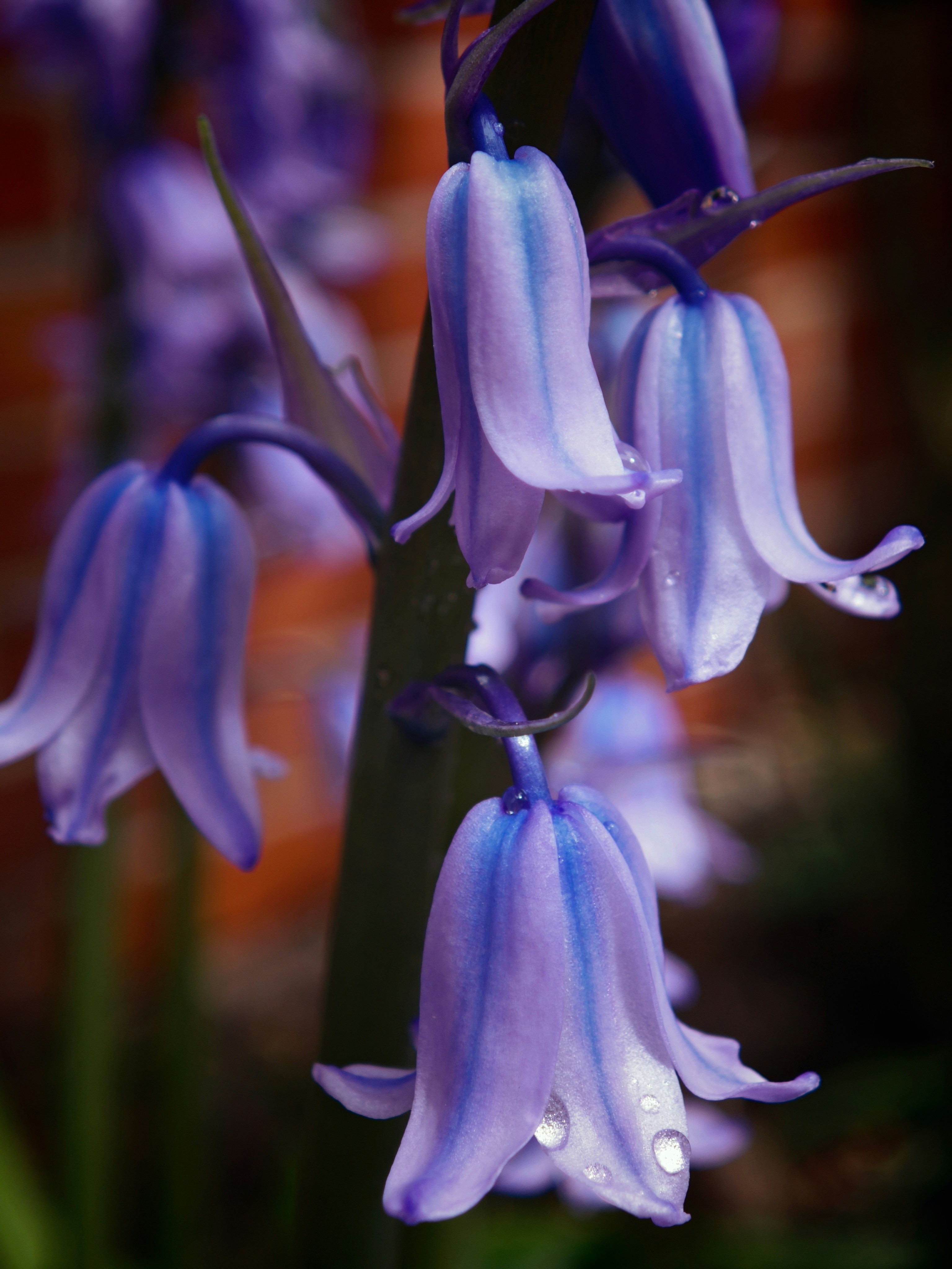 Close-up of delicate bluebells with water droplets.