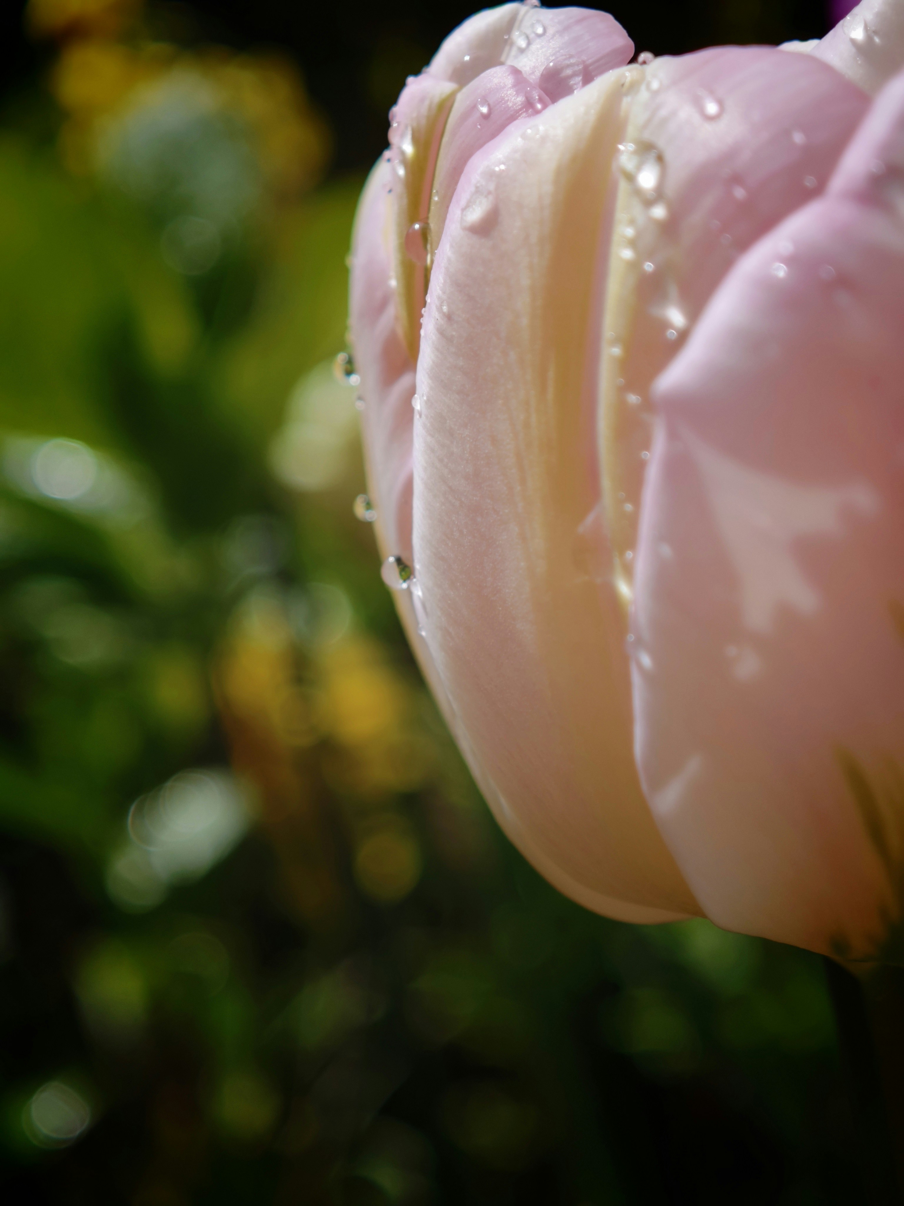 Pink tulip with water droplets on petals