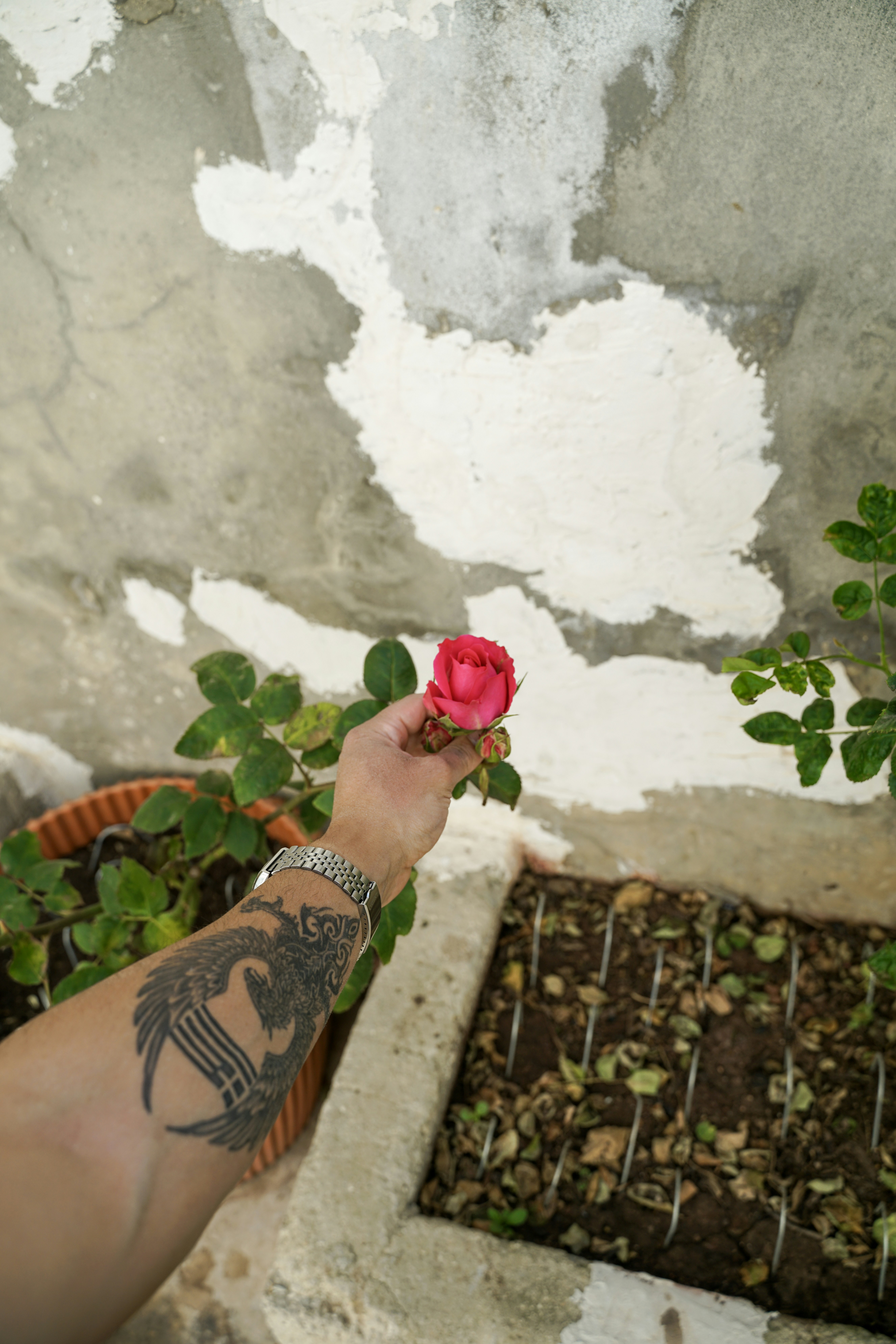 Hand mit einer Rose und einem Tattoo in der Nähe von Pflanzen.