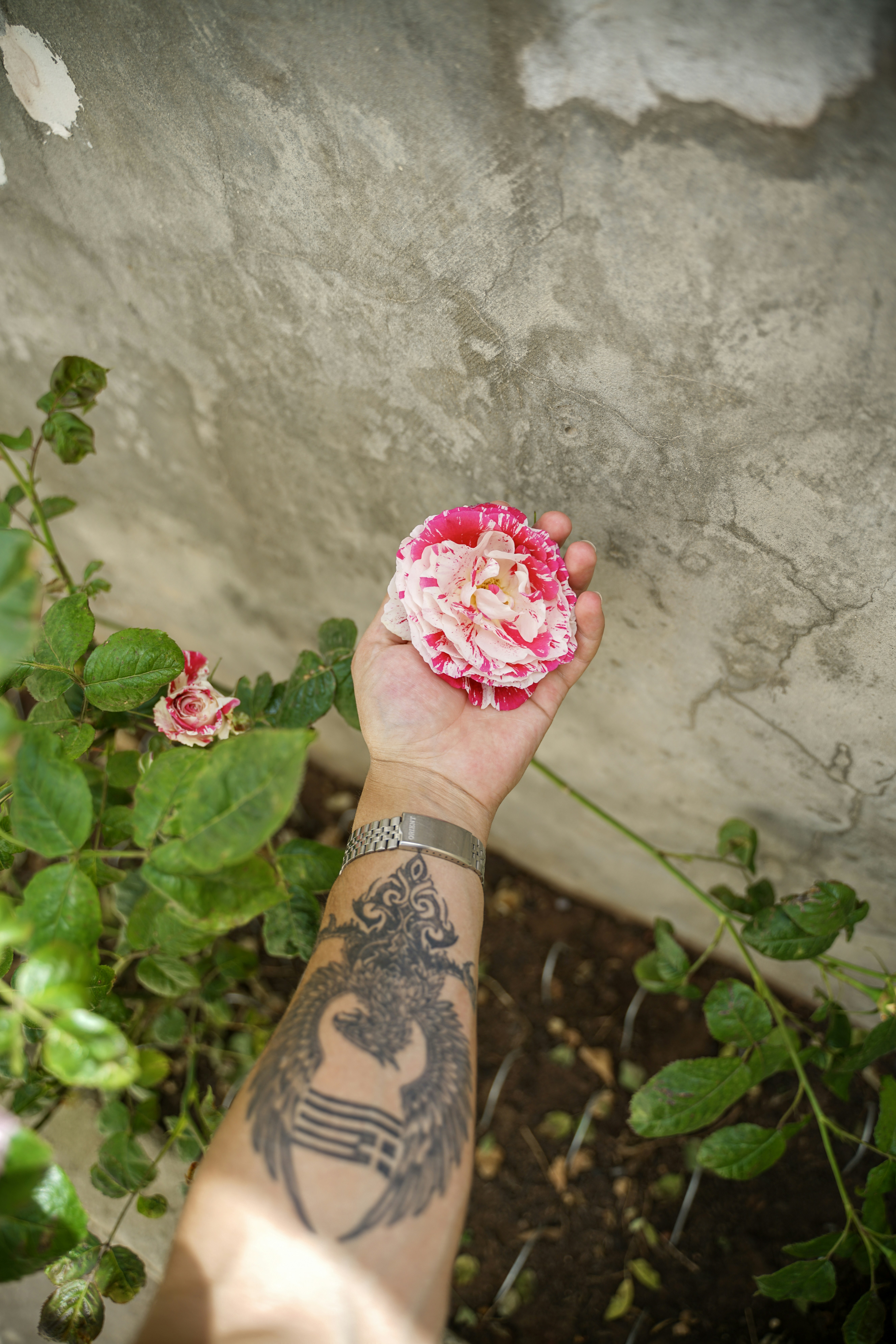Hand hält eine pink-weiße Rose mit Tattoo.