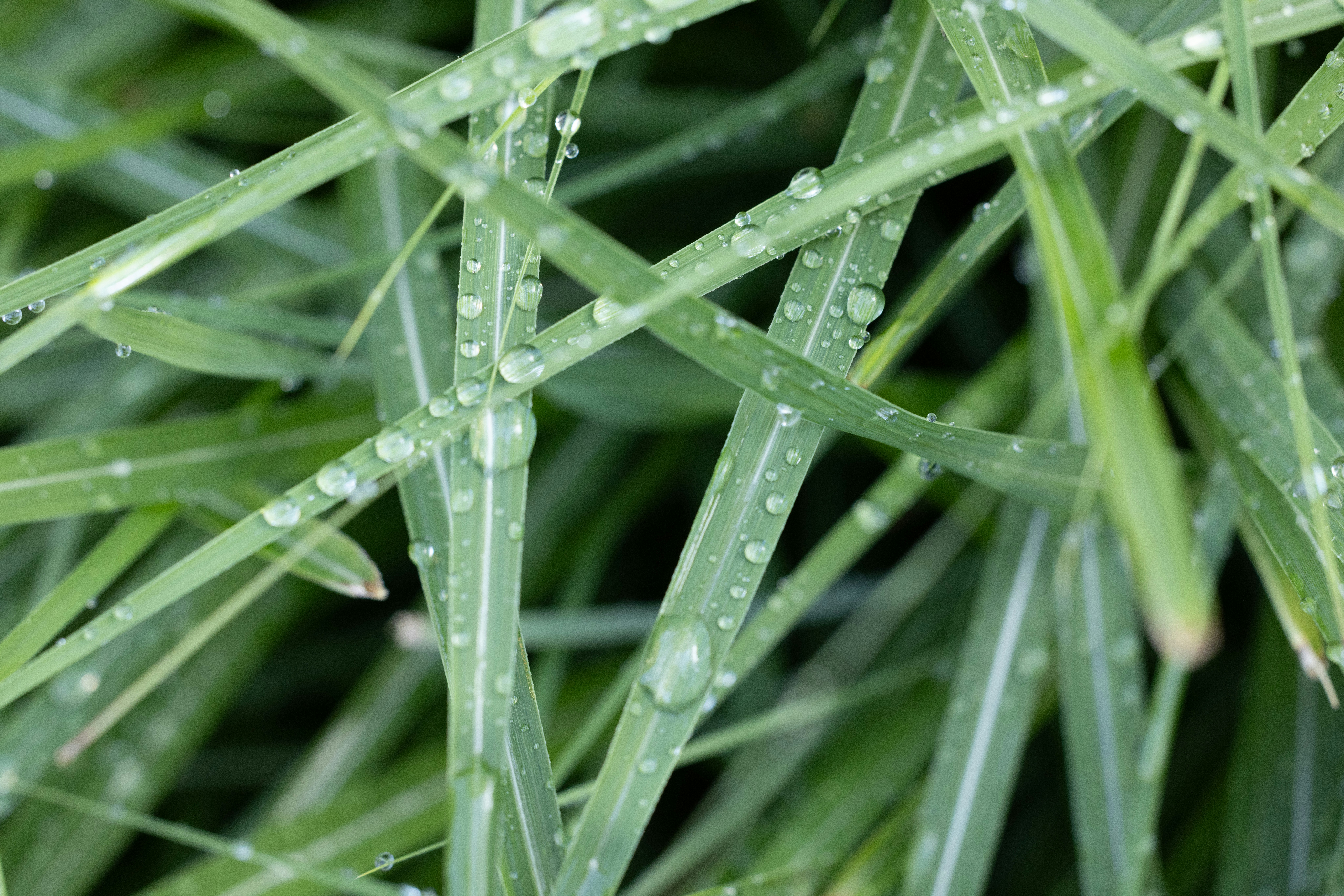 Primer plano de las briznas de hierba verde y húmedas después de la lluvia