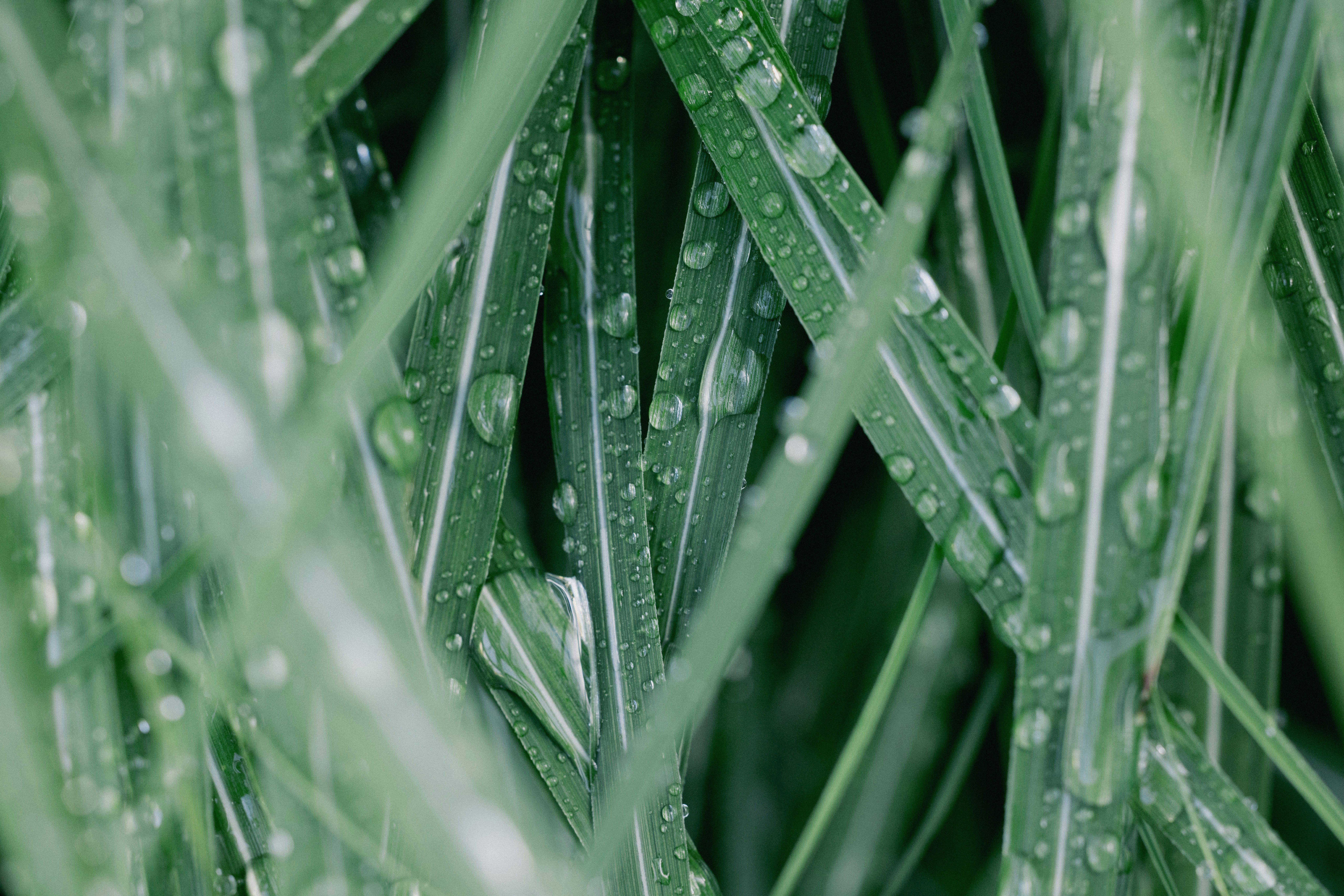Primer plano de briznas de hierba verde mojada con gotas de rocío.