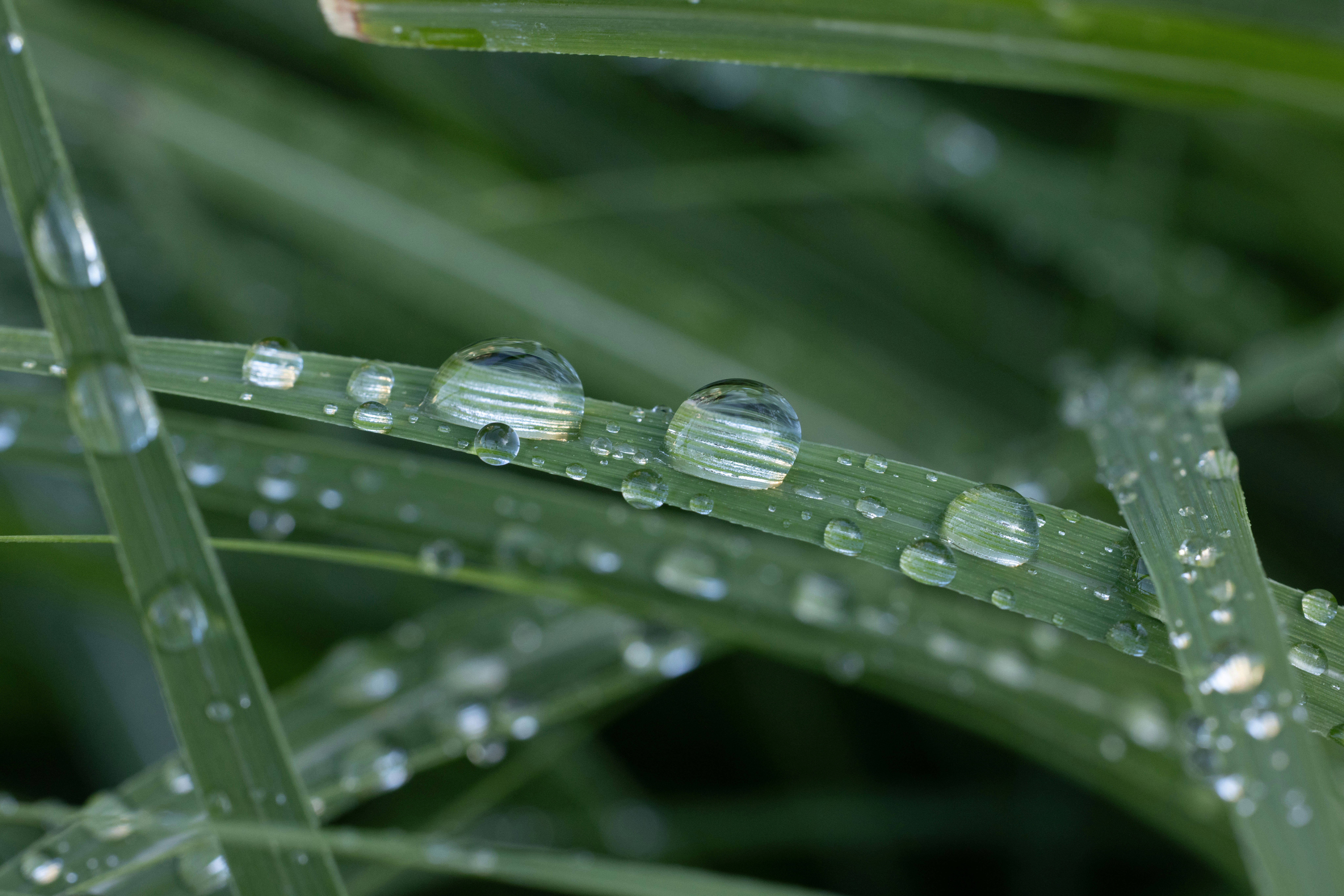 Primer plano de gotas de rocío sobre hojas de césped verde.