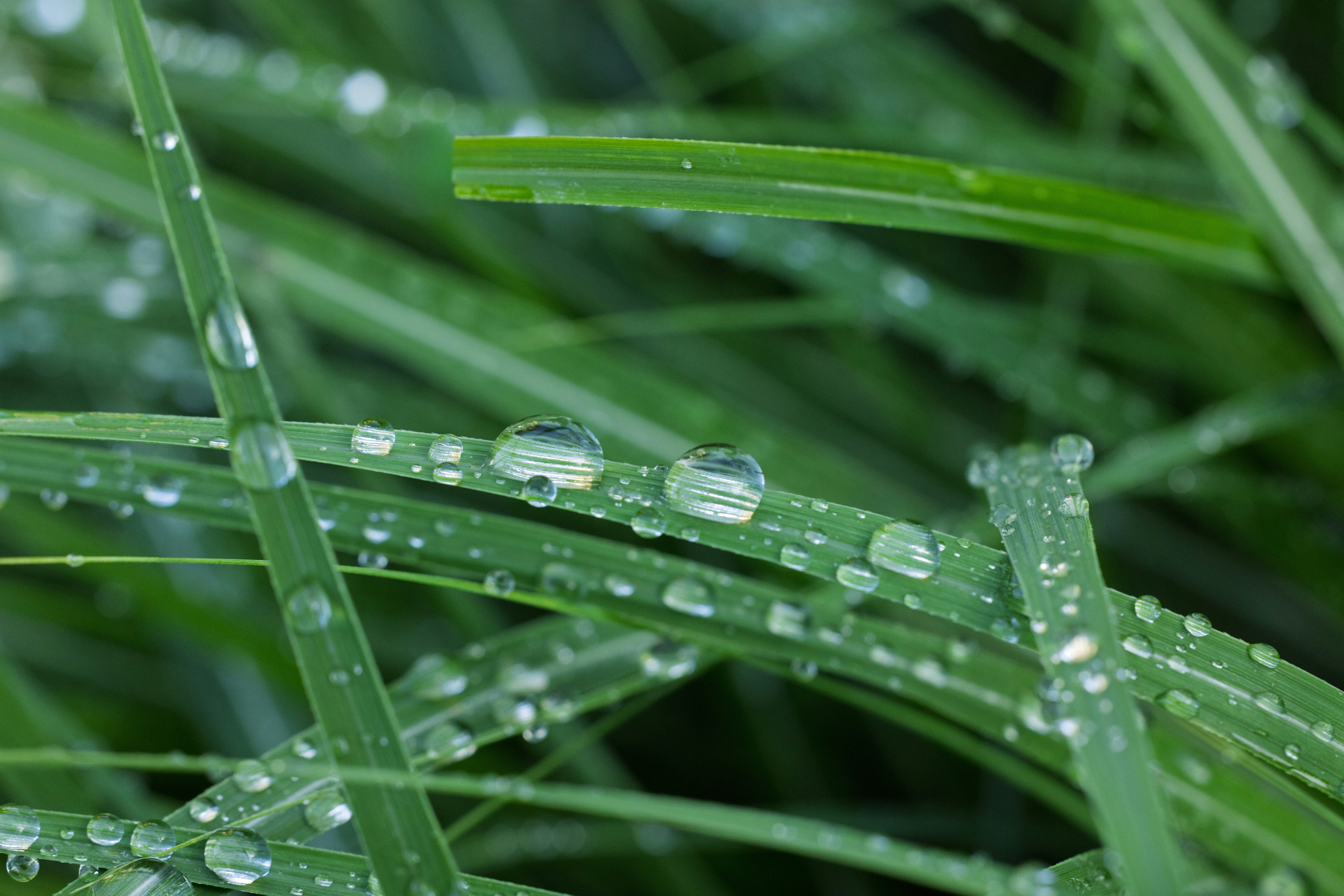 Primer plano de la césped verde con gotas de rocío matutino.
