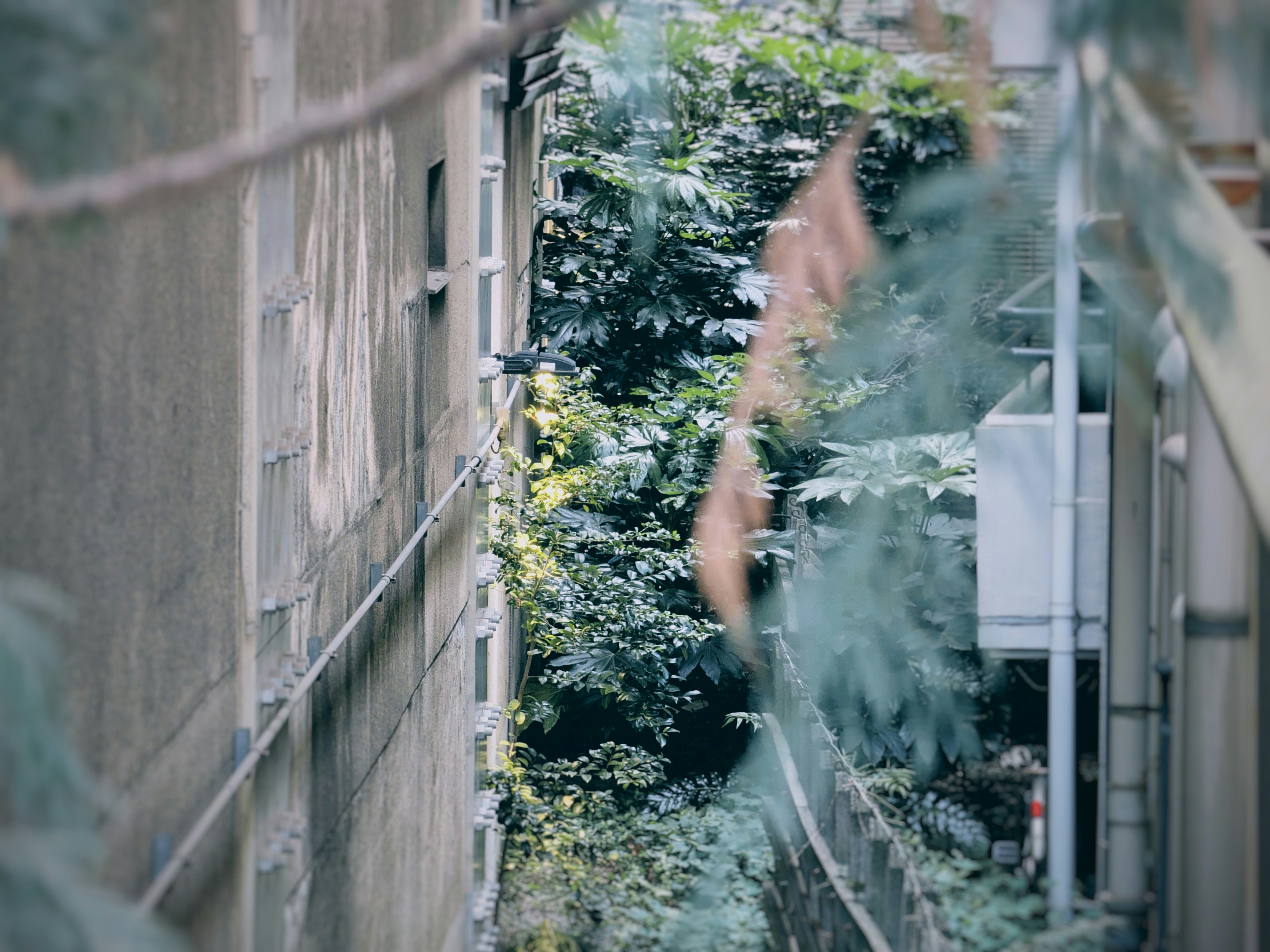 A narrow gap between city buildings hides a dense tangle of plants, unnoticed from the street. A single spotlight catches the leaves, the only sign that anyone thought to illuminate this overlooked corner.