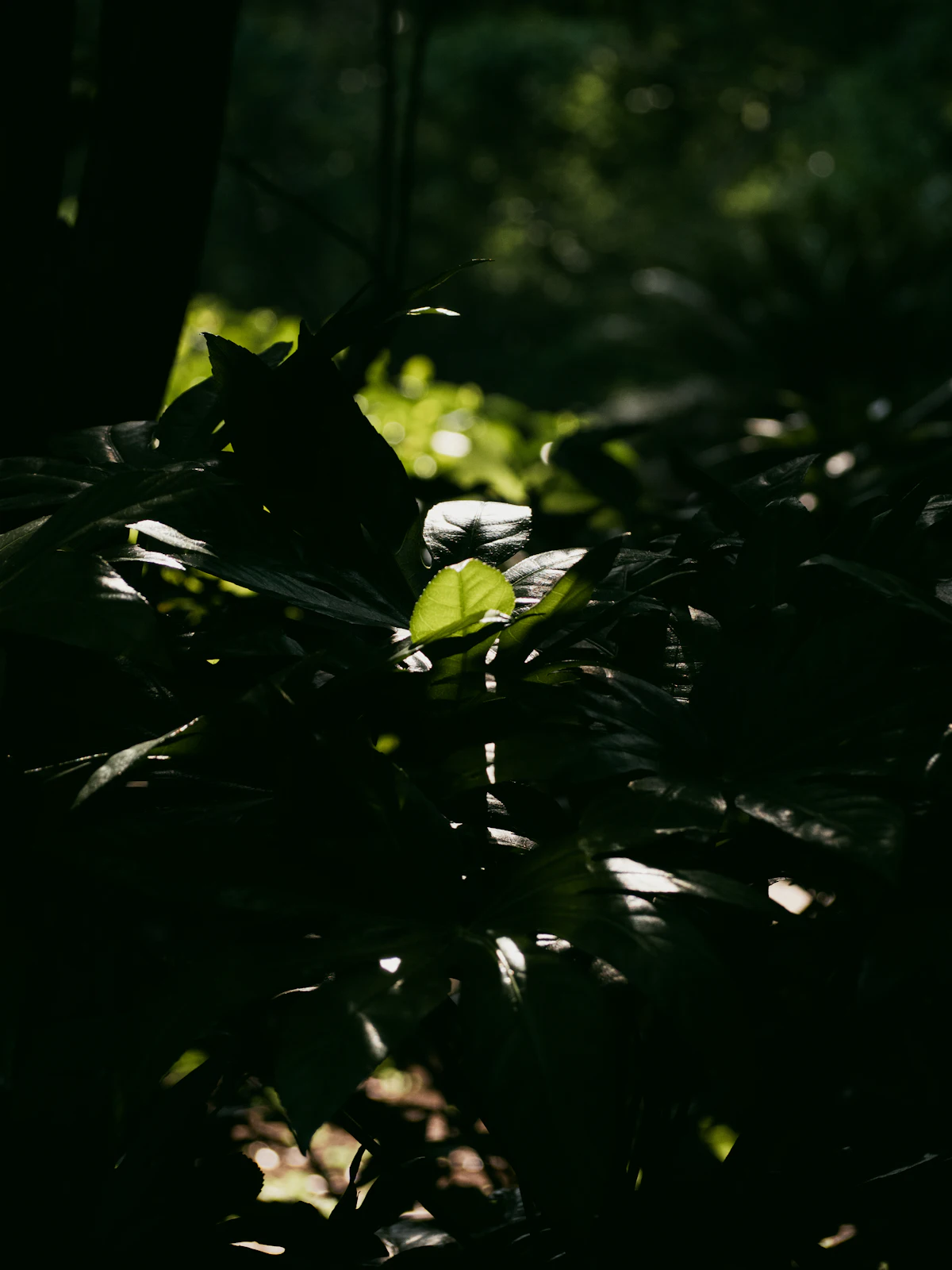 Cahaya matahari menembus rimbun dedaunan hutan