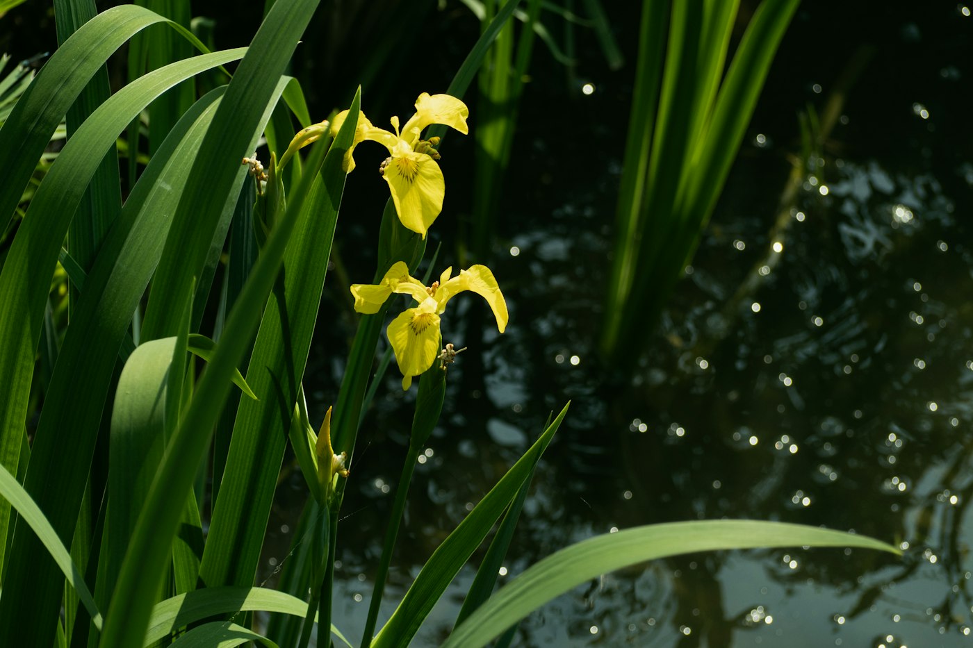 Yellow irises blooming beside a pond