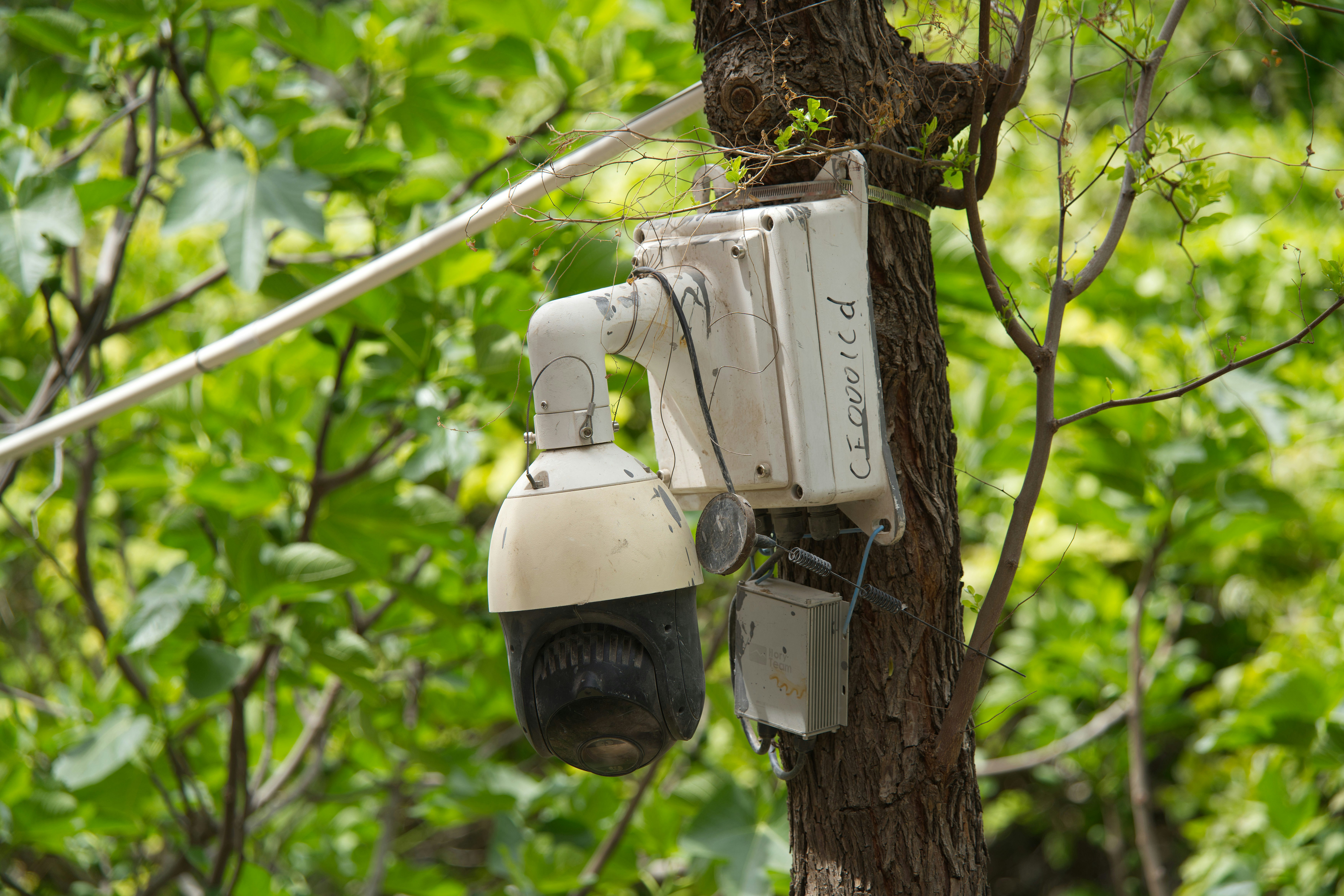 Security camera mounted on a tree trunk.