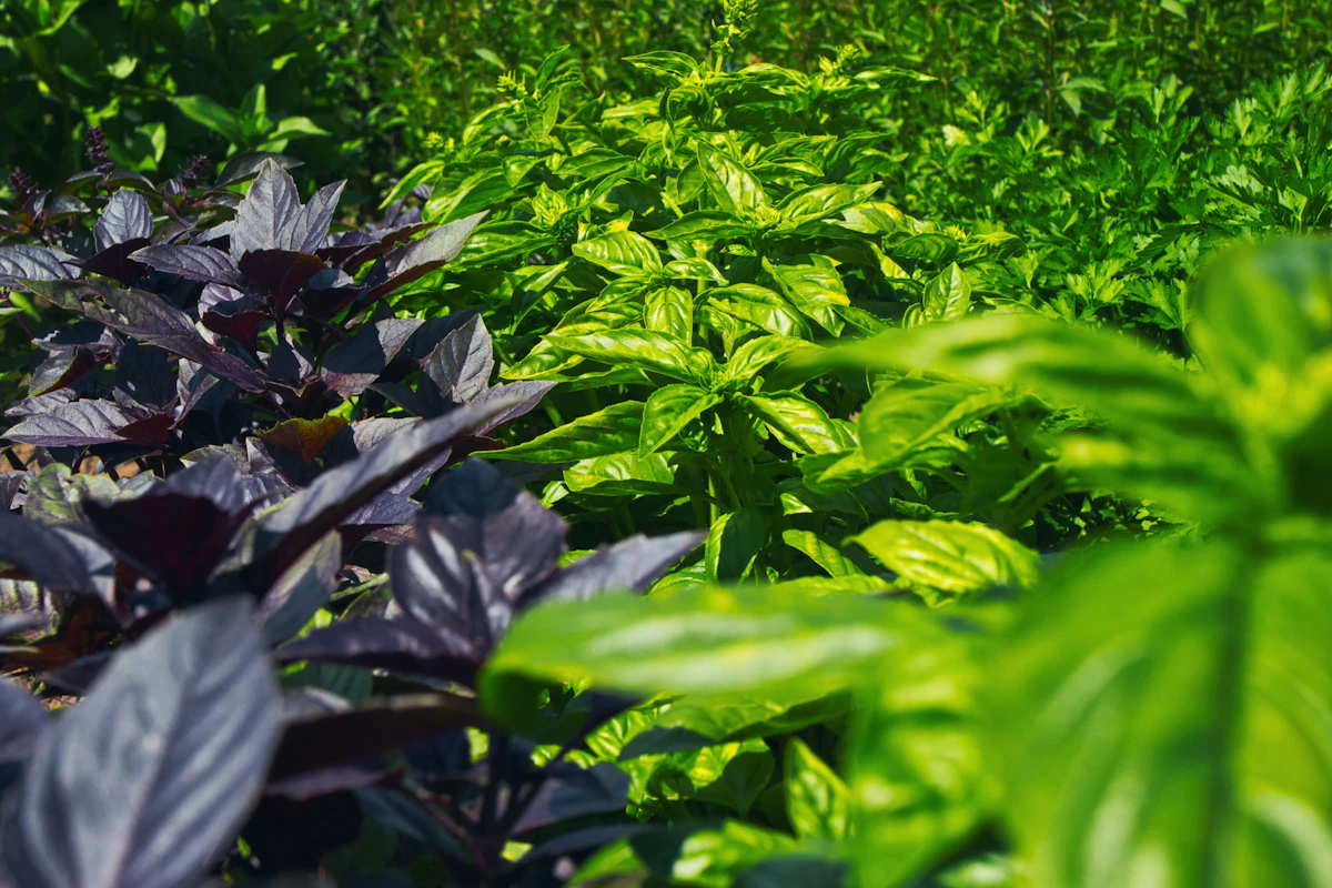 Basil Sweet Basil Growing India — Culinary Herb Pesto Encyclopedia