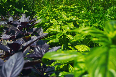 Basil Sweet Basil Growing India — Culinary Herb Pesto Encyclopedia