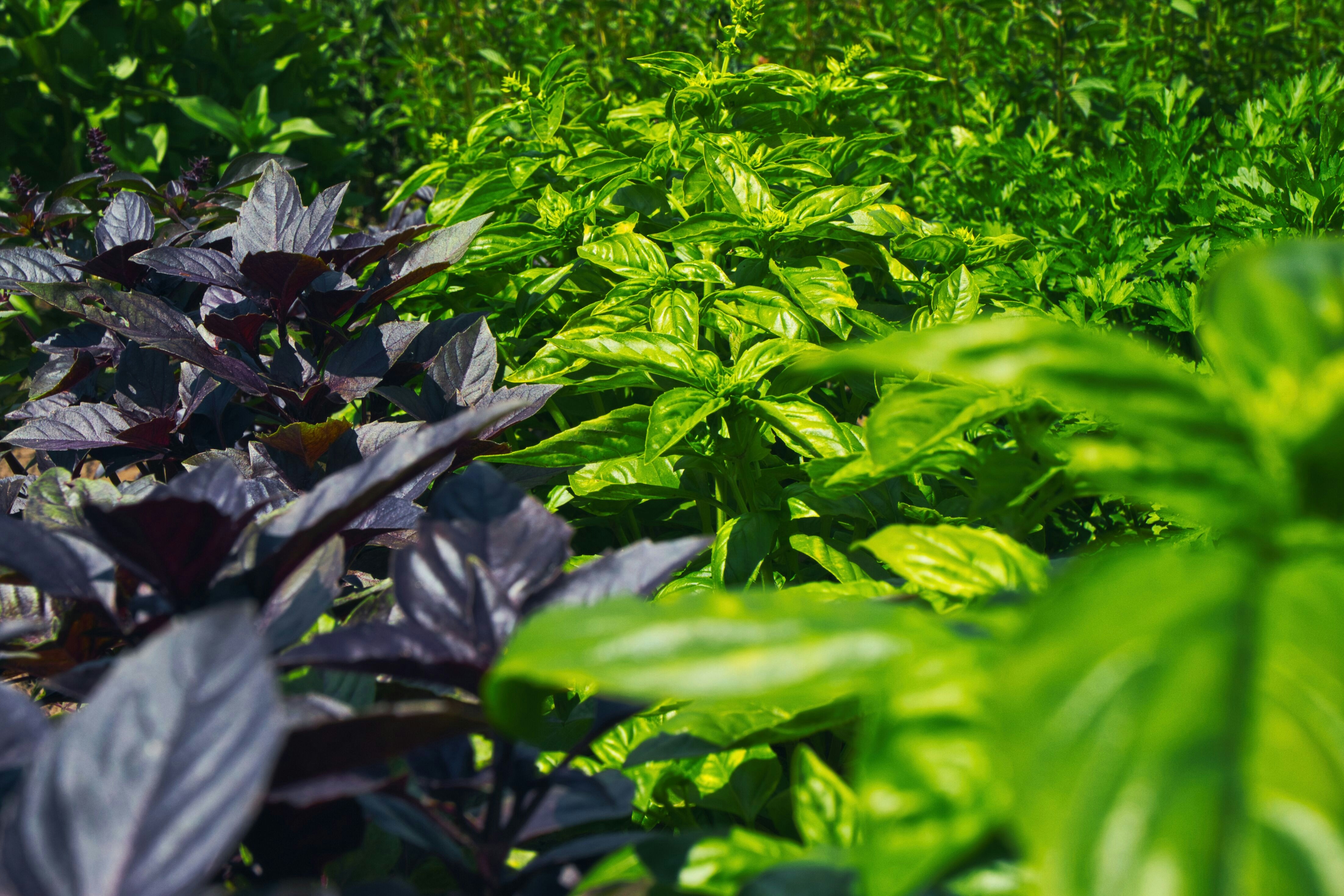 Plant Basil Next to Your Tomatoes: The Case for a Partner Before a Pitch Deck