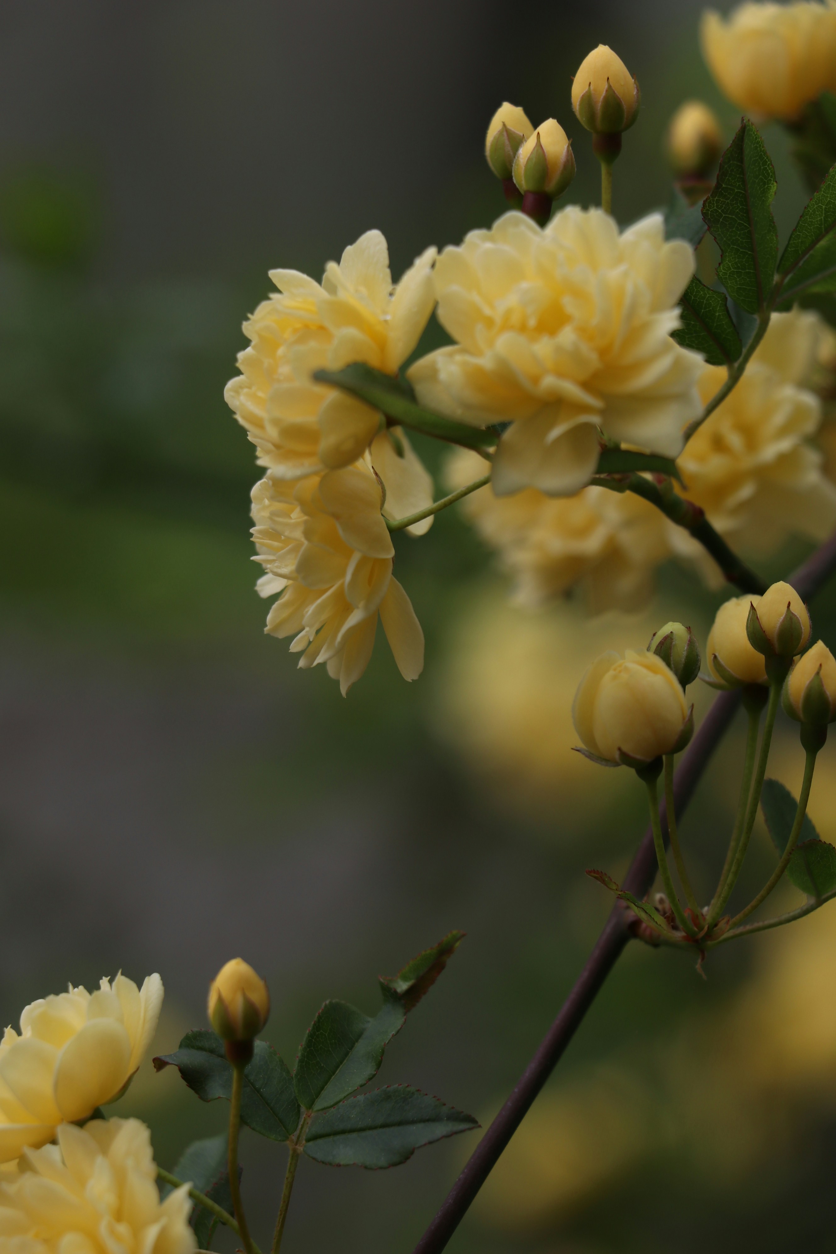 Photo by sshiva