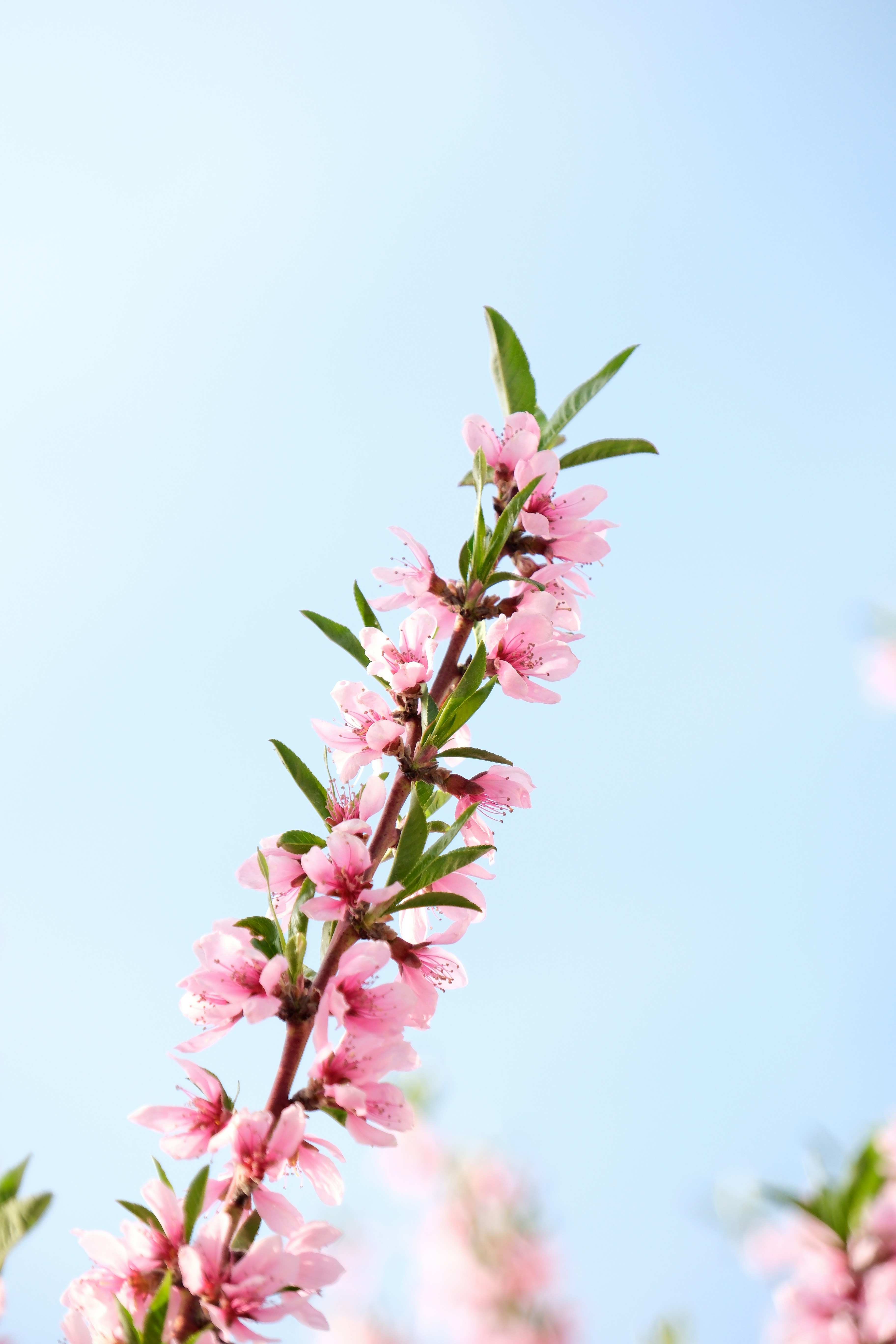 Pink blossoms on a branch against a clear sky
