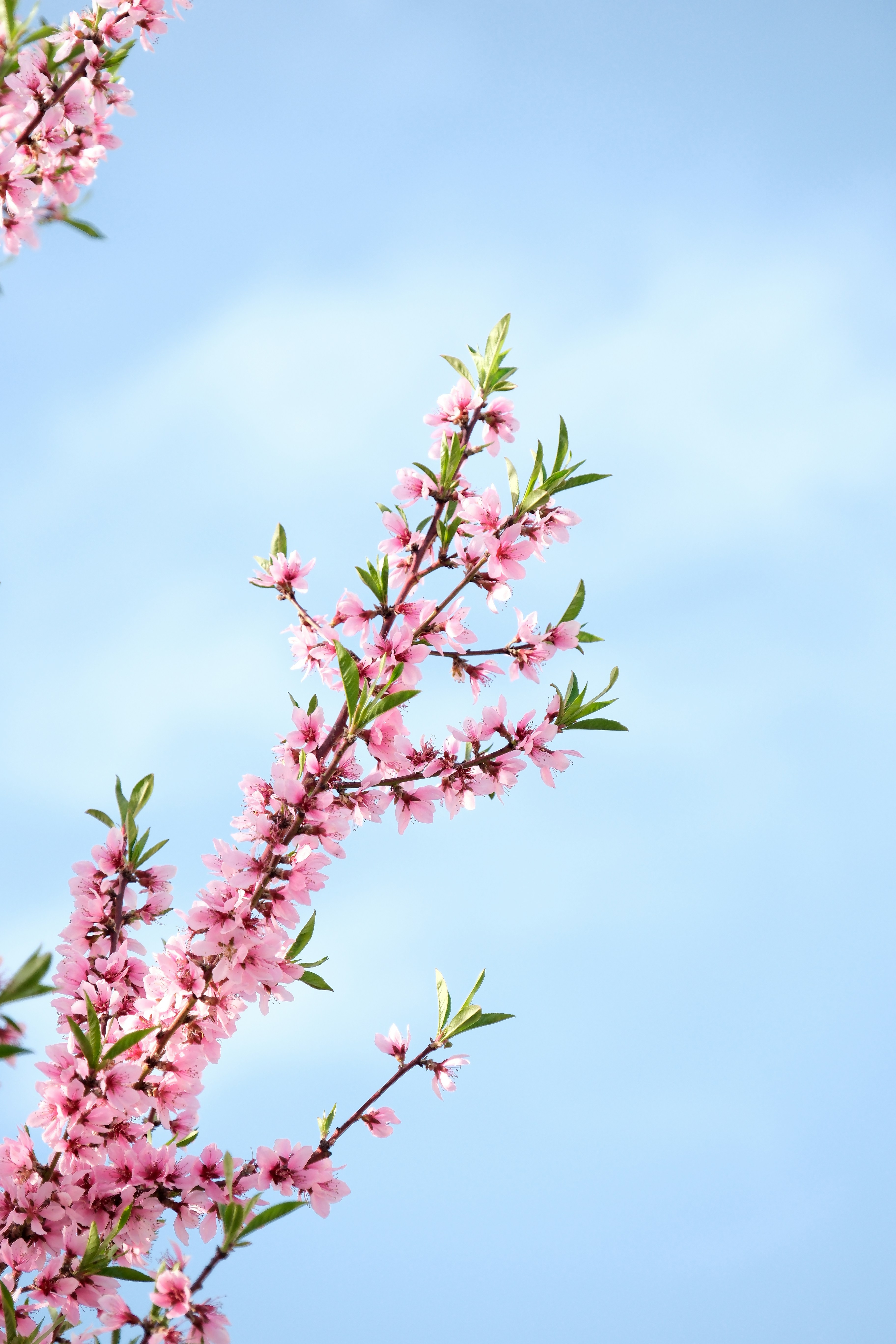 Pink blossoms on a branch against a blue sky