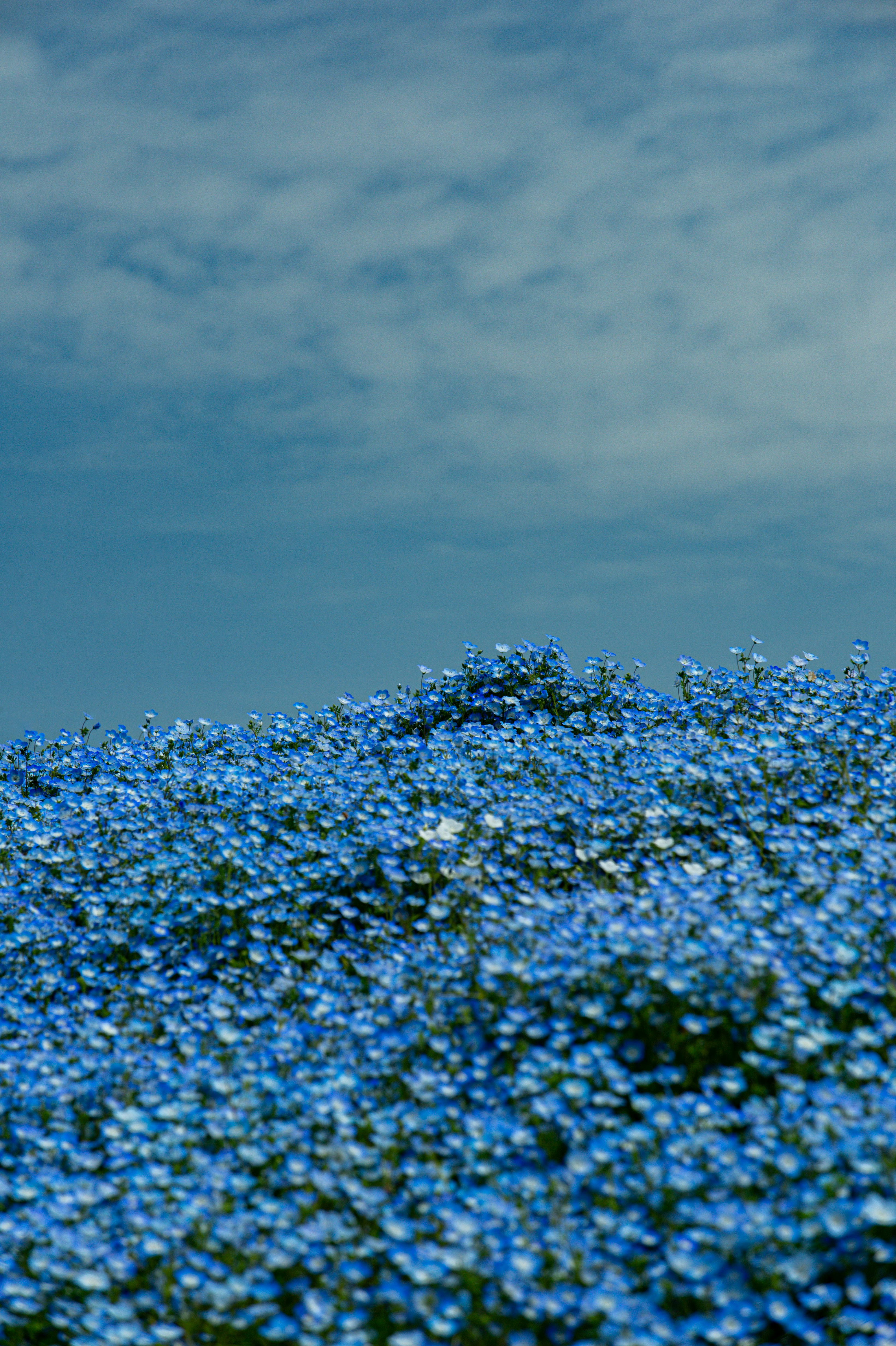 Photo by isoten