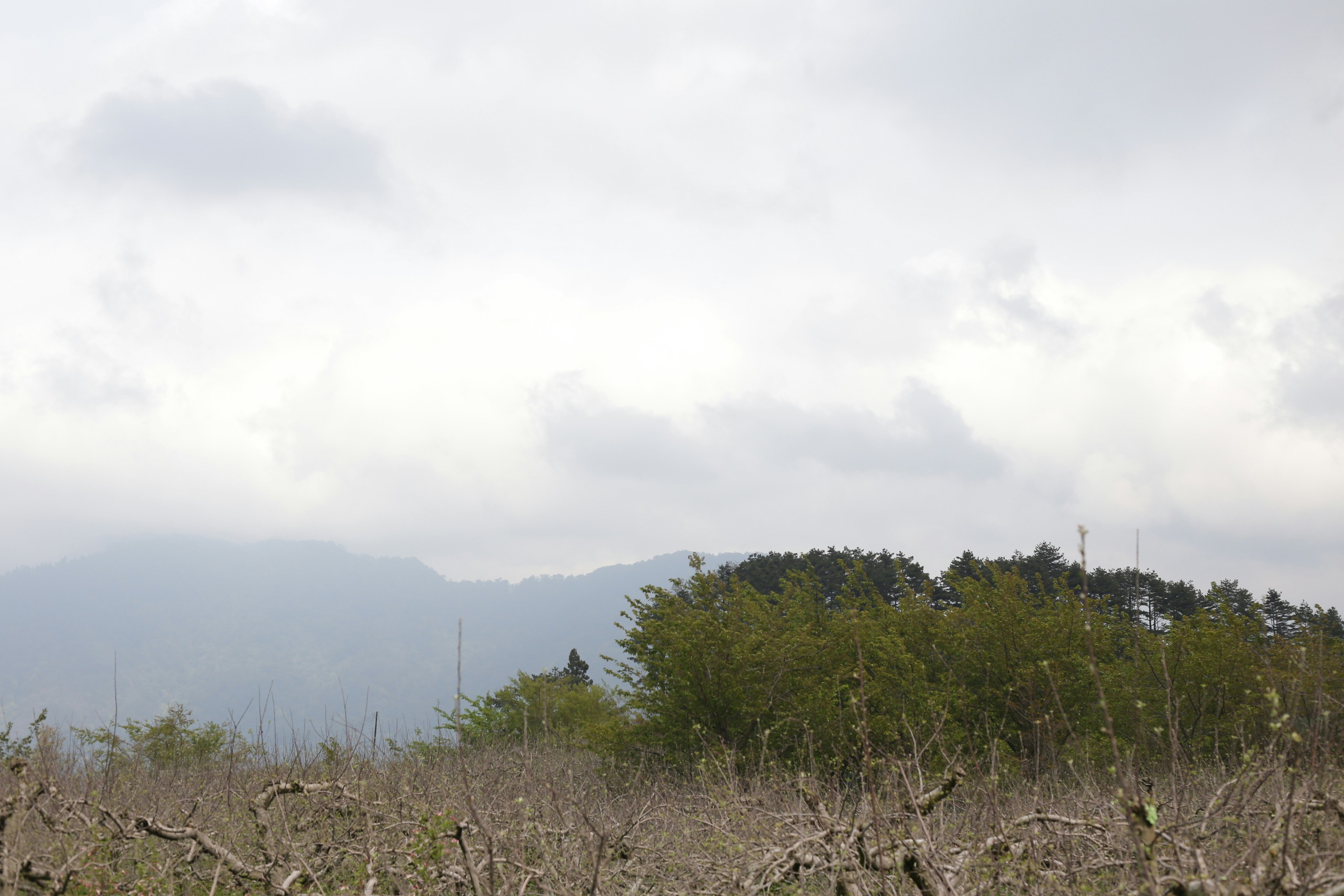 Photo by mclee