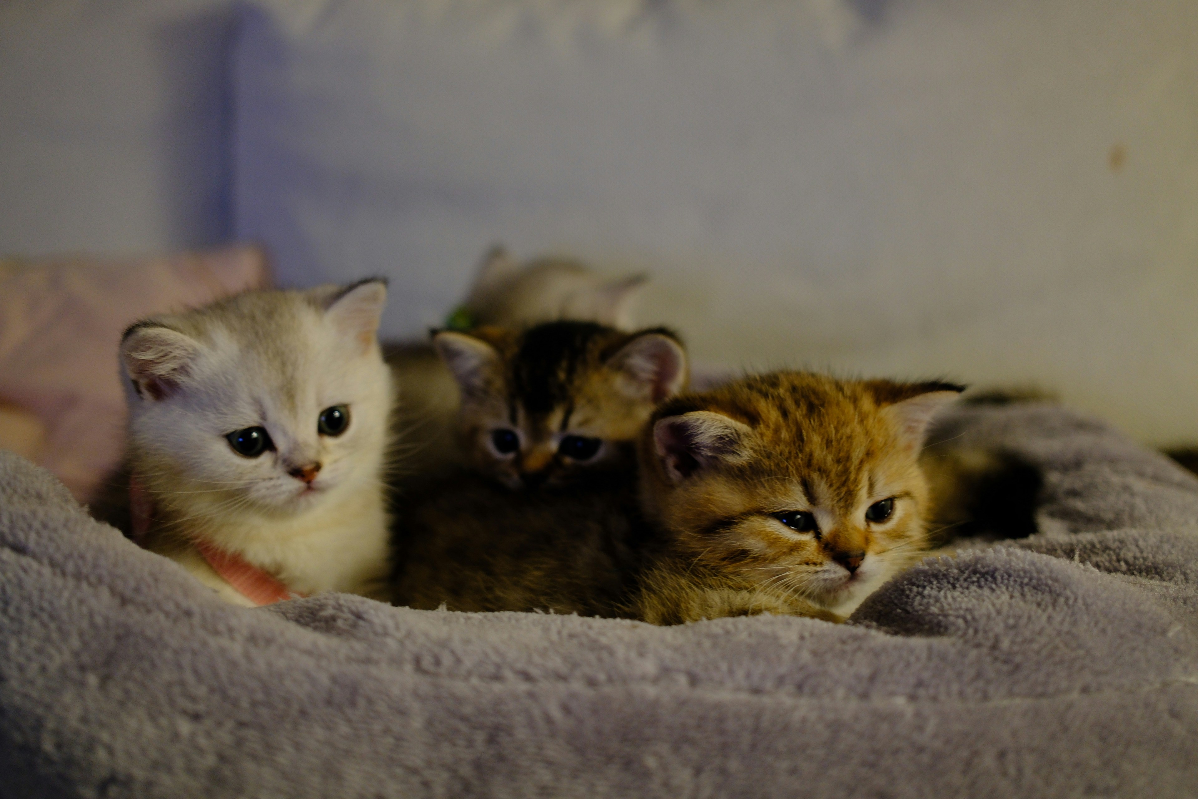 Four fluffy kittens resting together on a soft blanket.