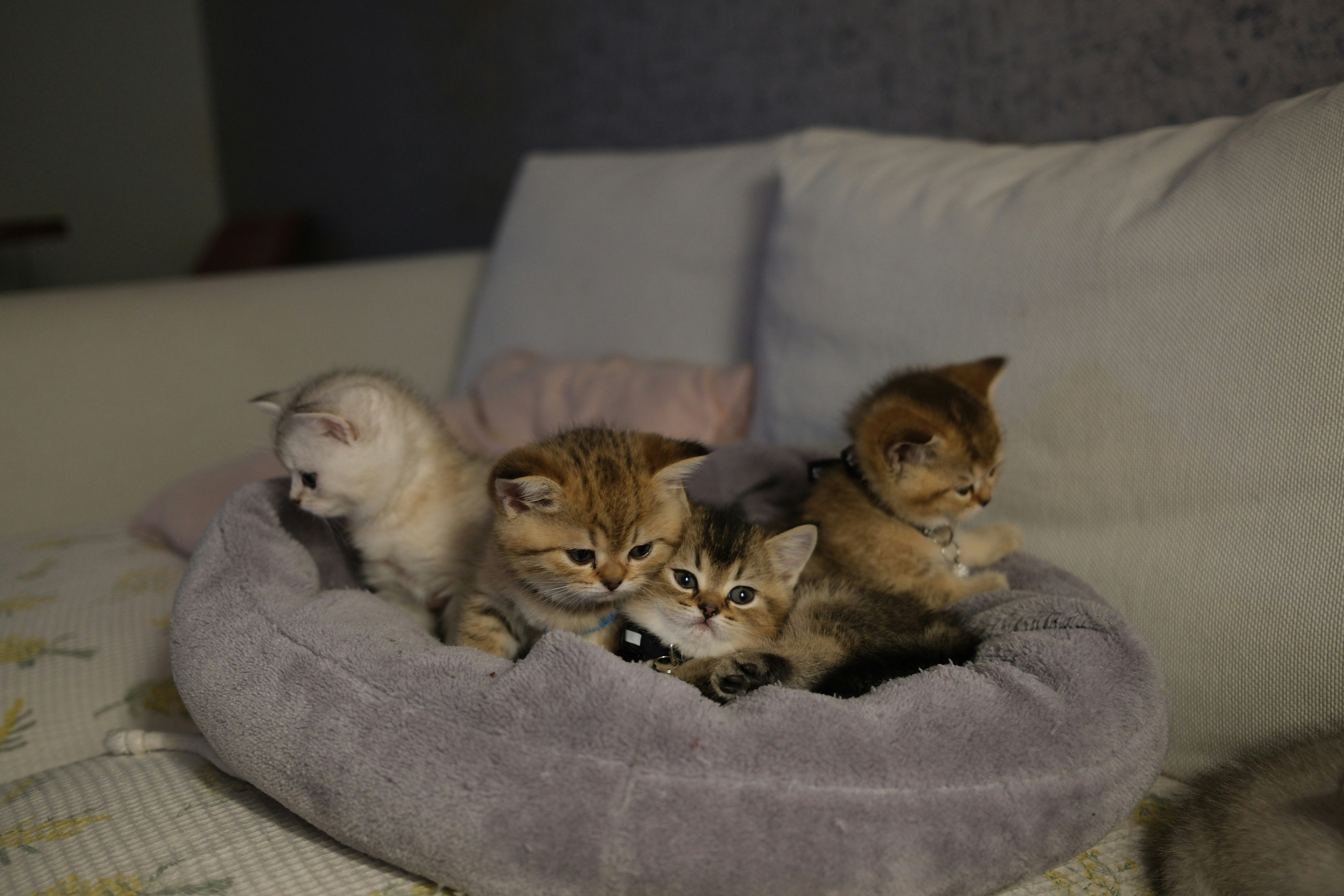 Four fluffy kittens resting together in a soft bed.