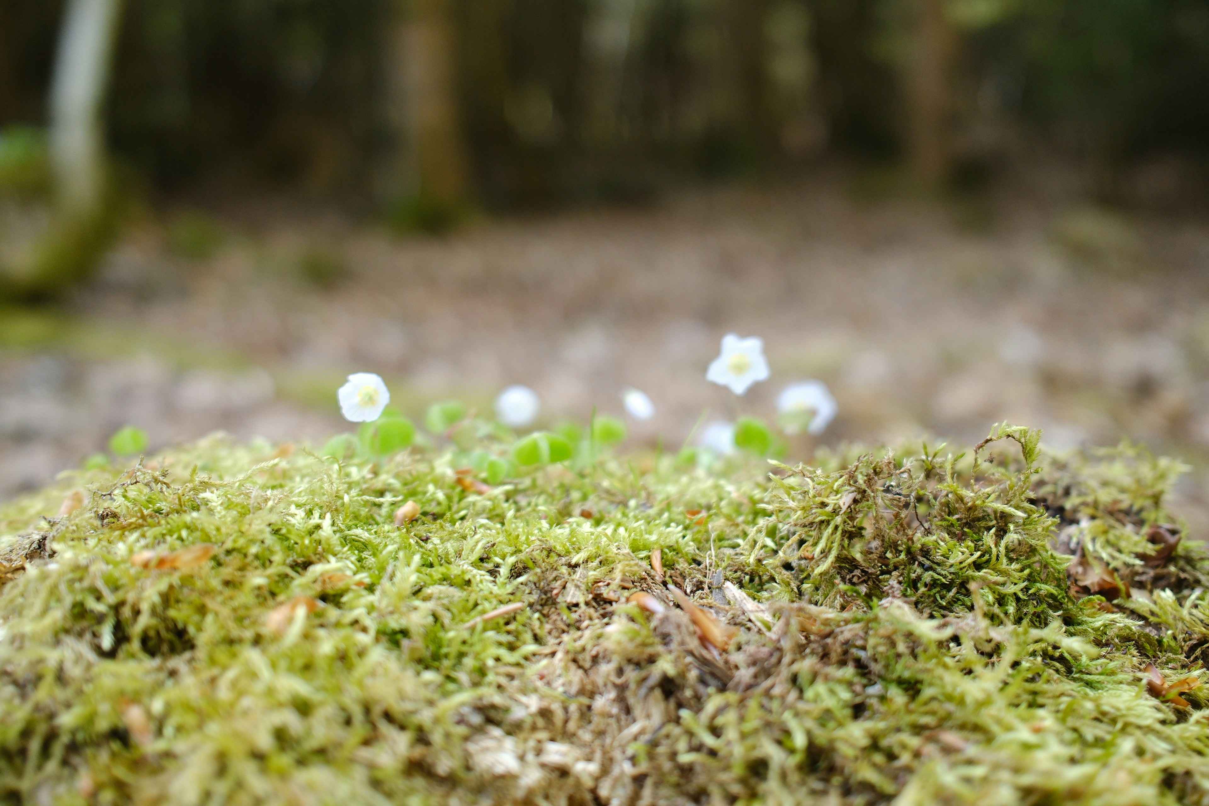 Tiny white flowers bloom on mossy forest floor.