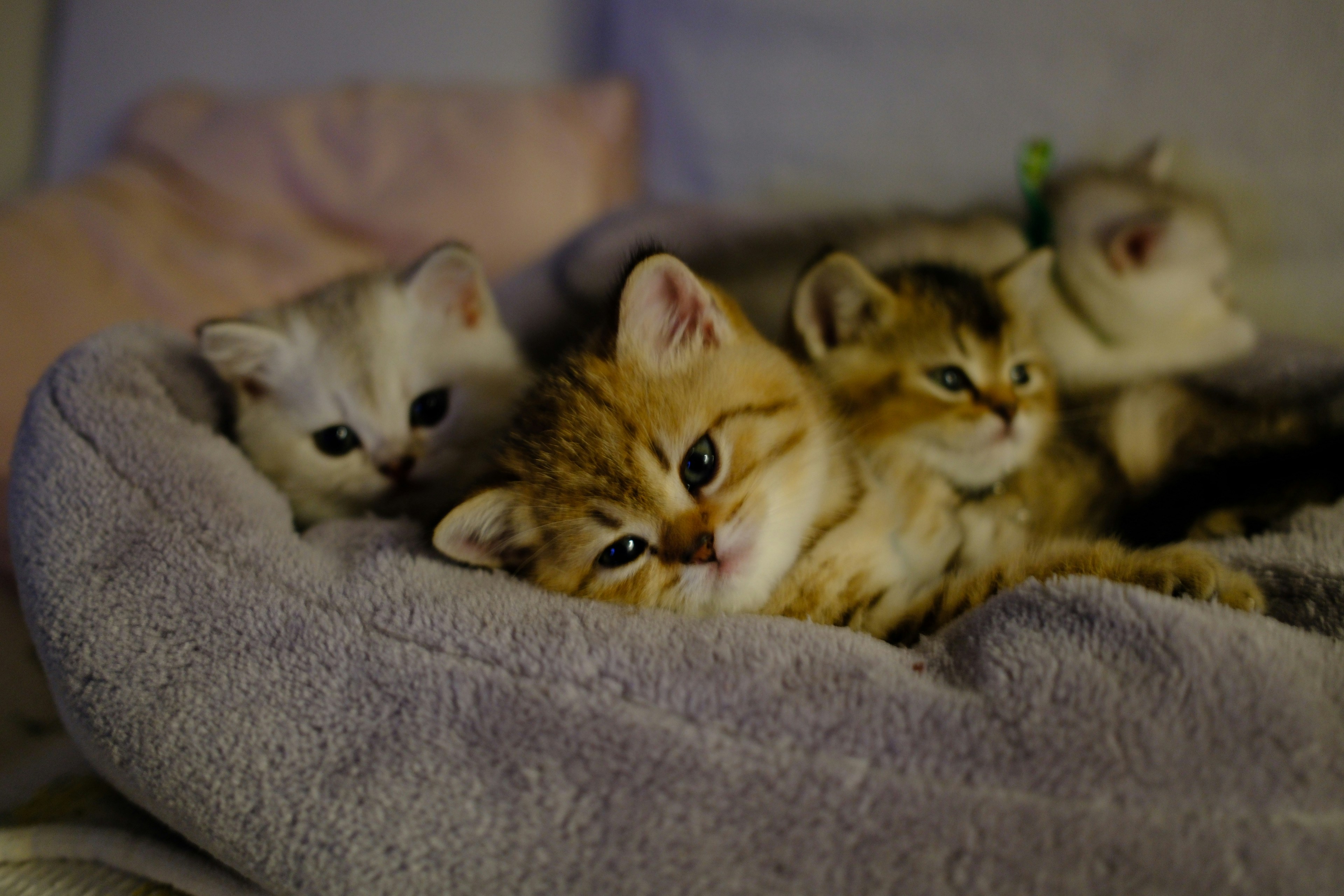 Adorable kitten playing with toy