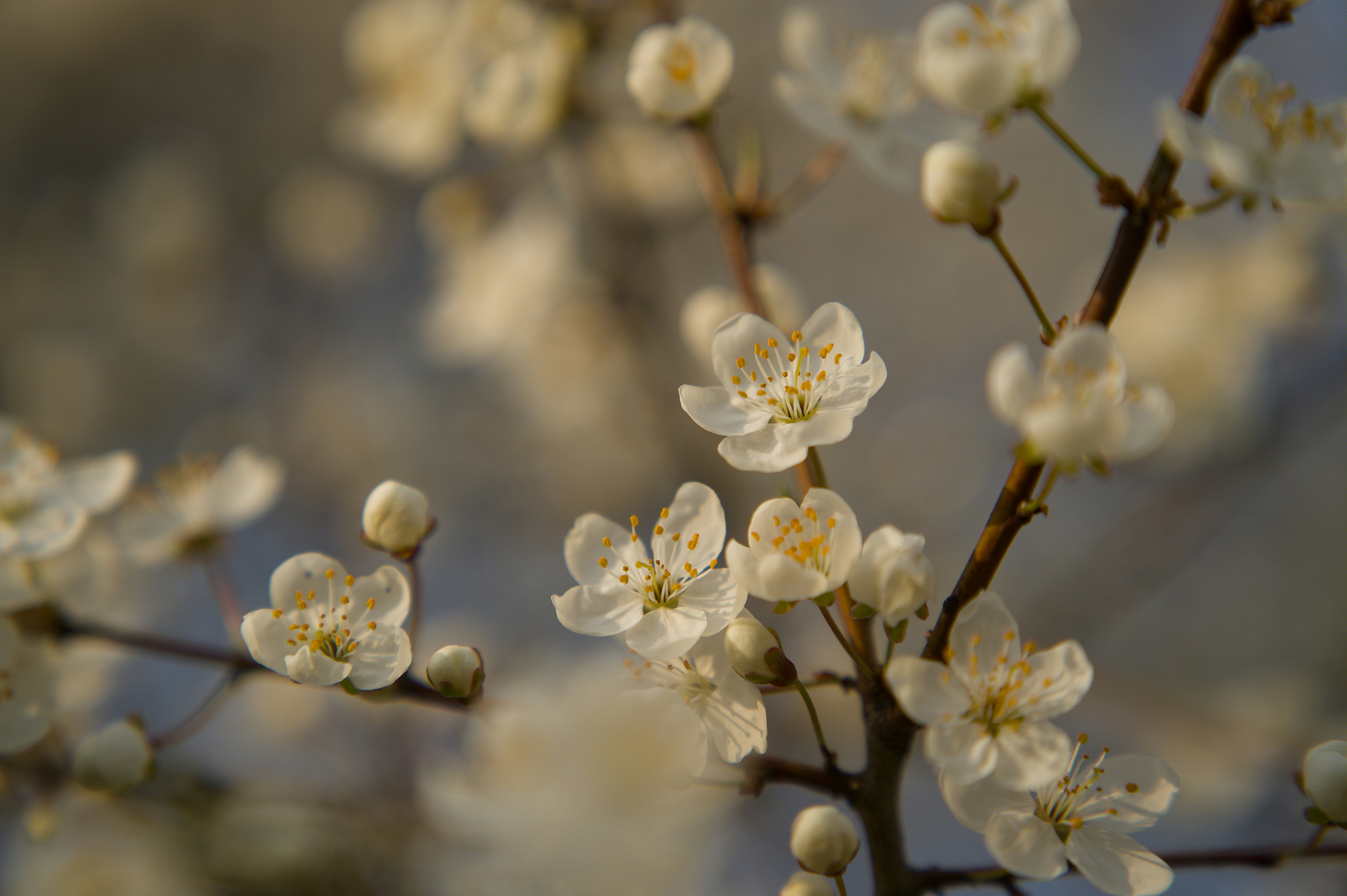 Photo by eizenkopp