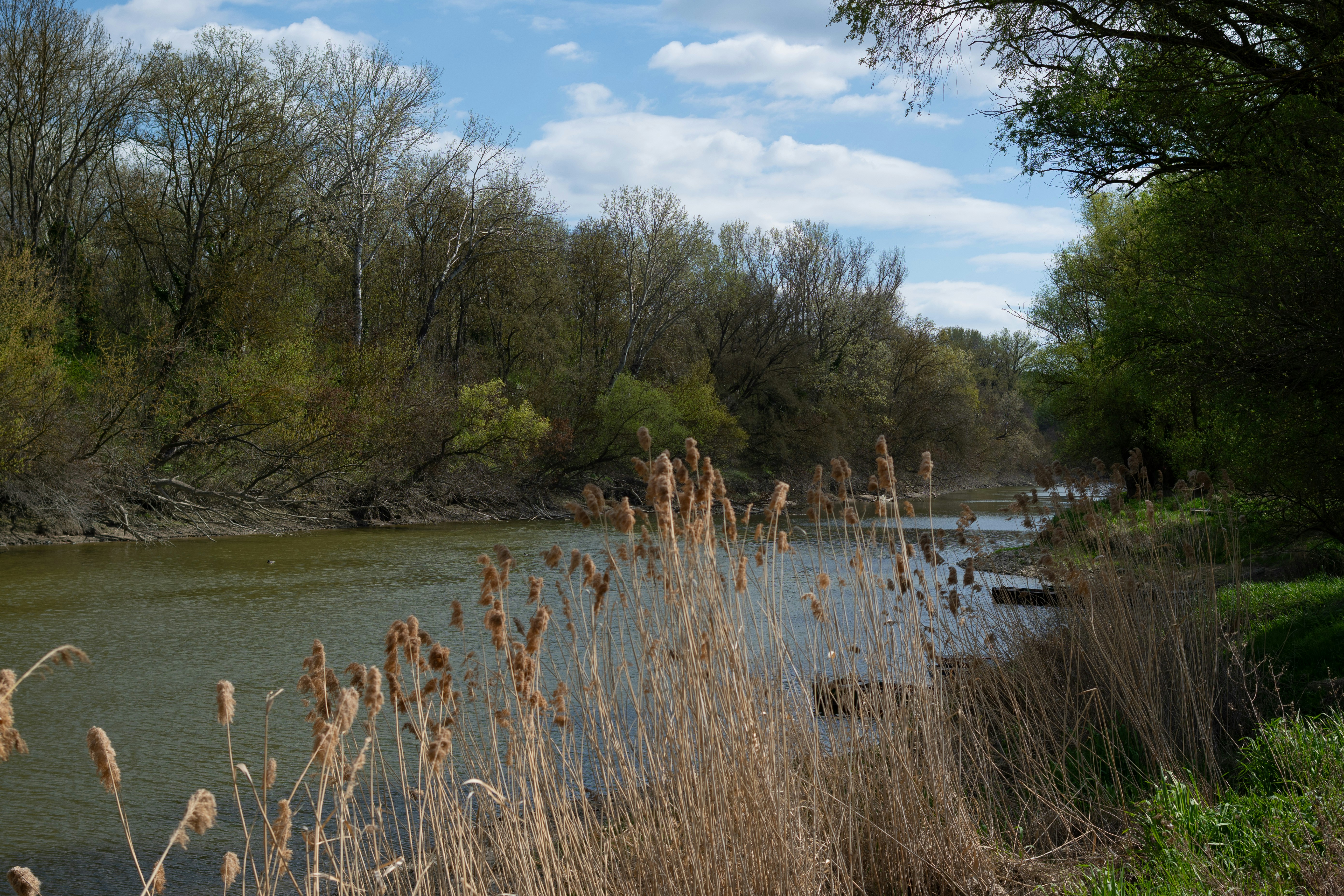 River flowing through a wooded landscape with tall grass