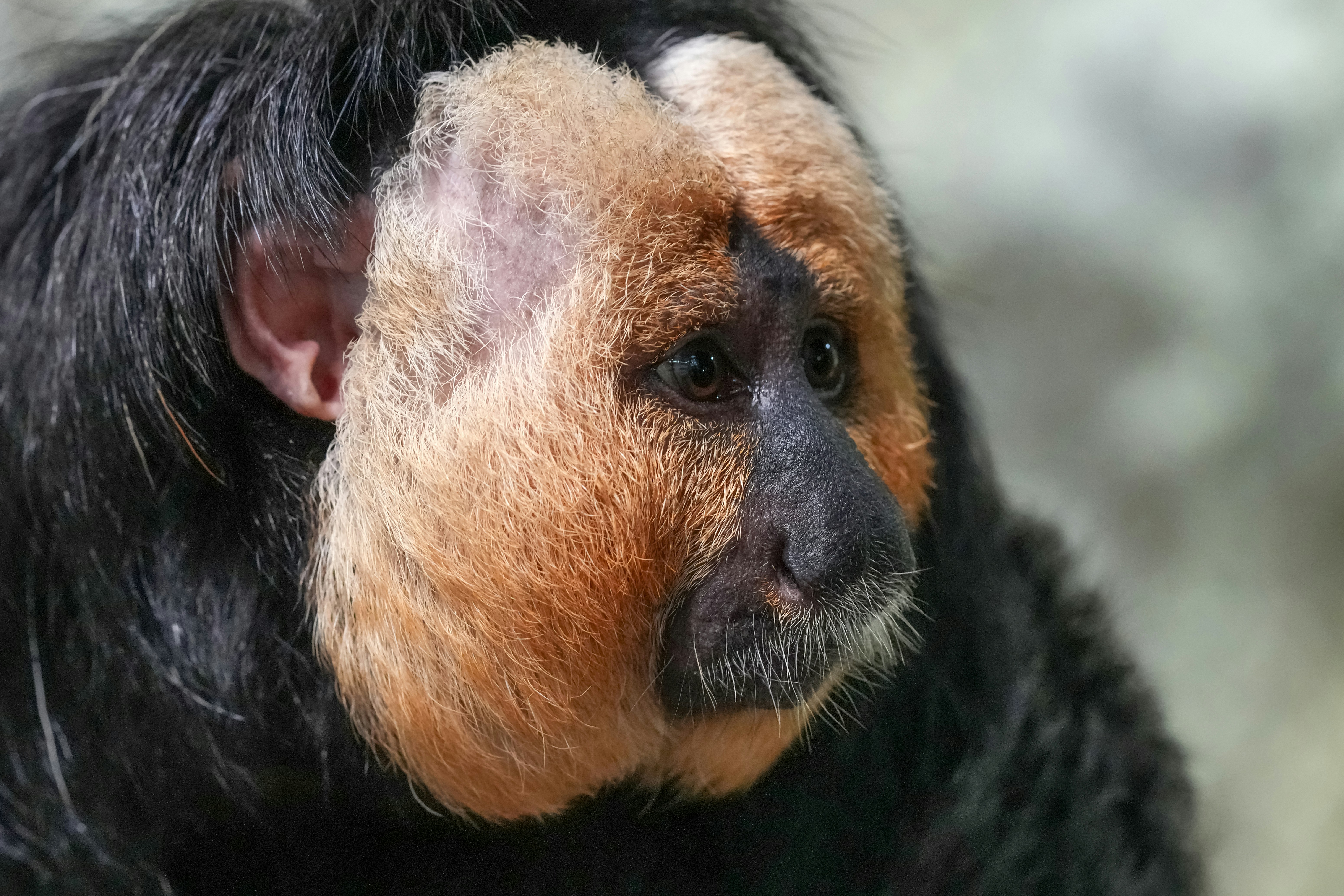 Close-up of a white-faced saki monkey's face.