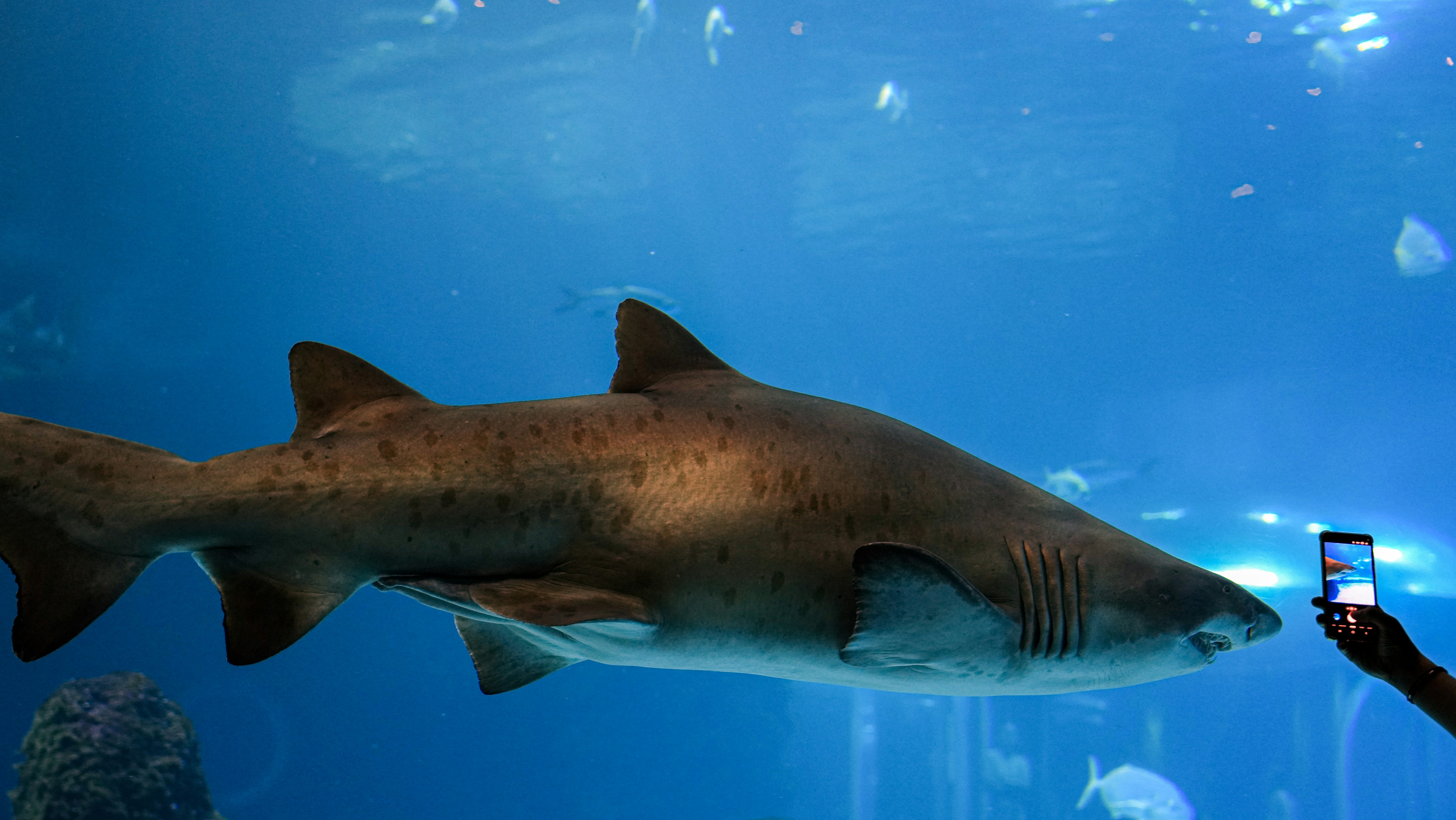 Shark swims past person taking photo in aquarium