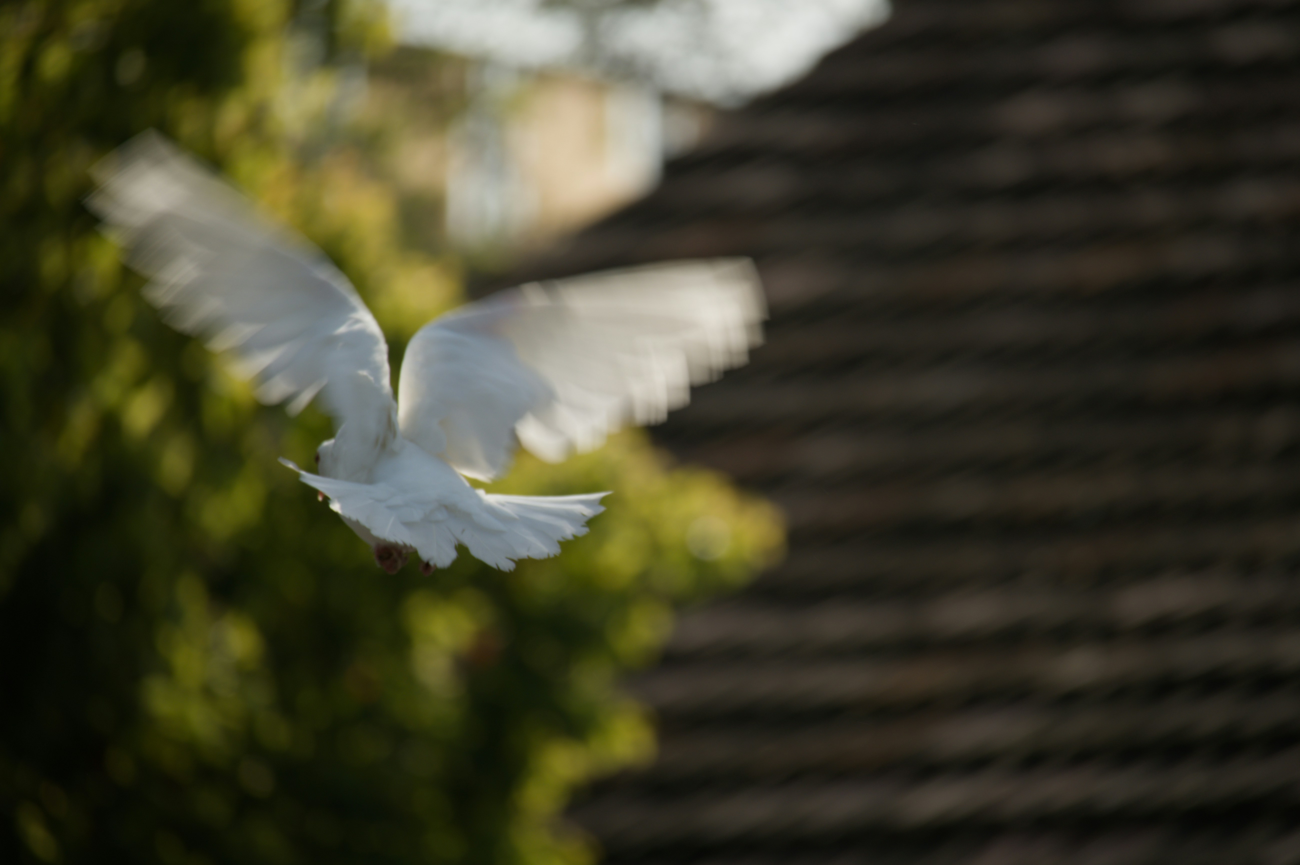 A white dove in flight with wings spread