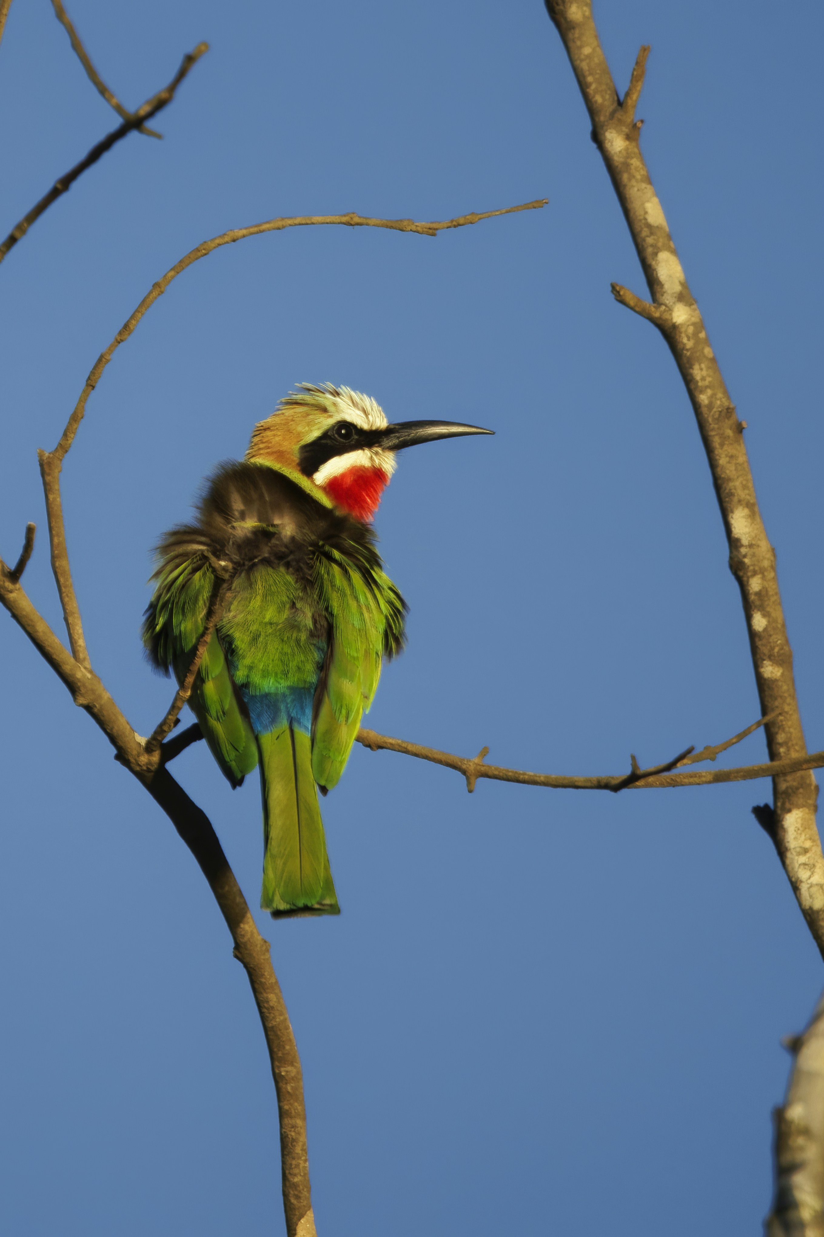 A colorful bee-eater bird perched on a branch.