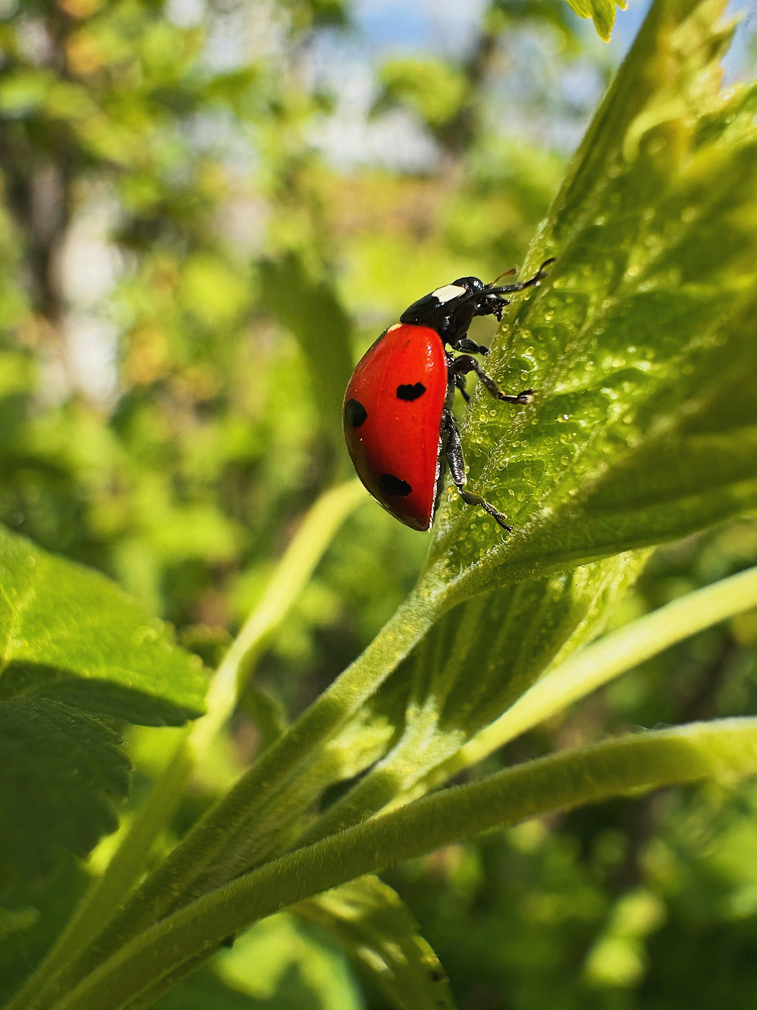 A ladybug on a green leaf in sunlight