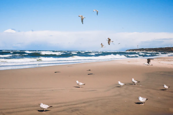 seagulls