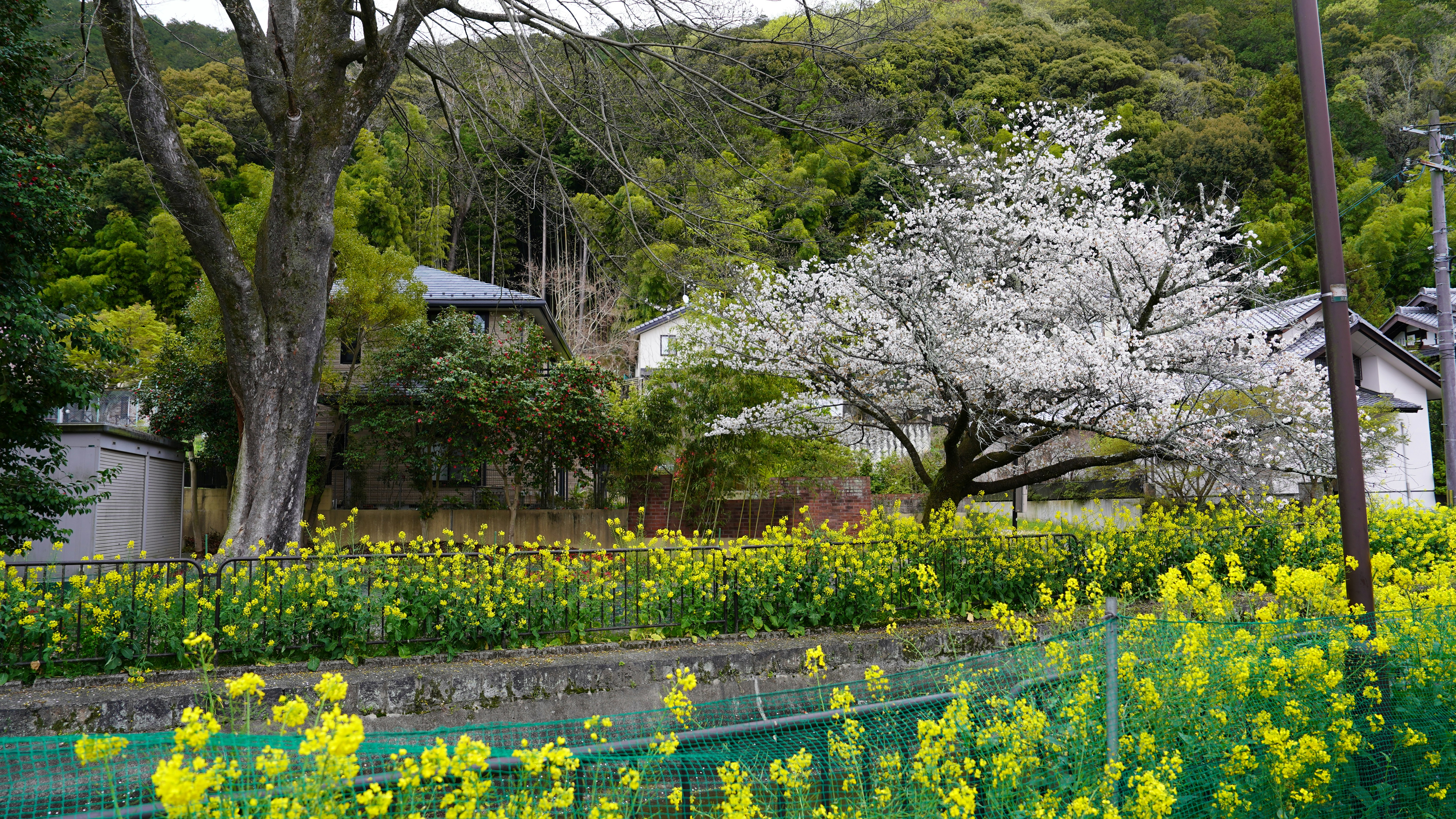 Hidden flower spot in Japanese countryside