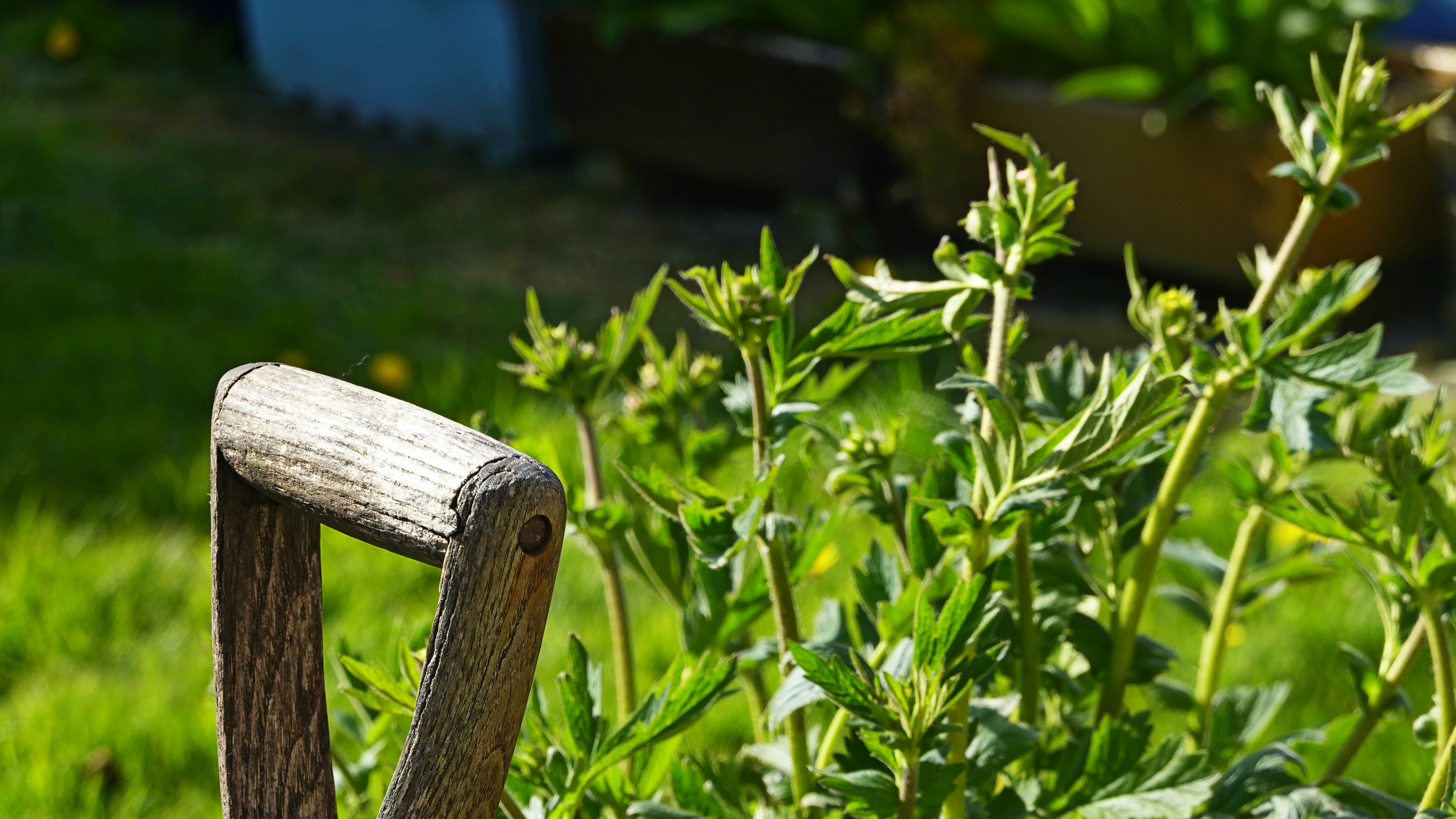 Manico di pala in legno vicino alle piante verdi in giardino
