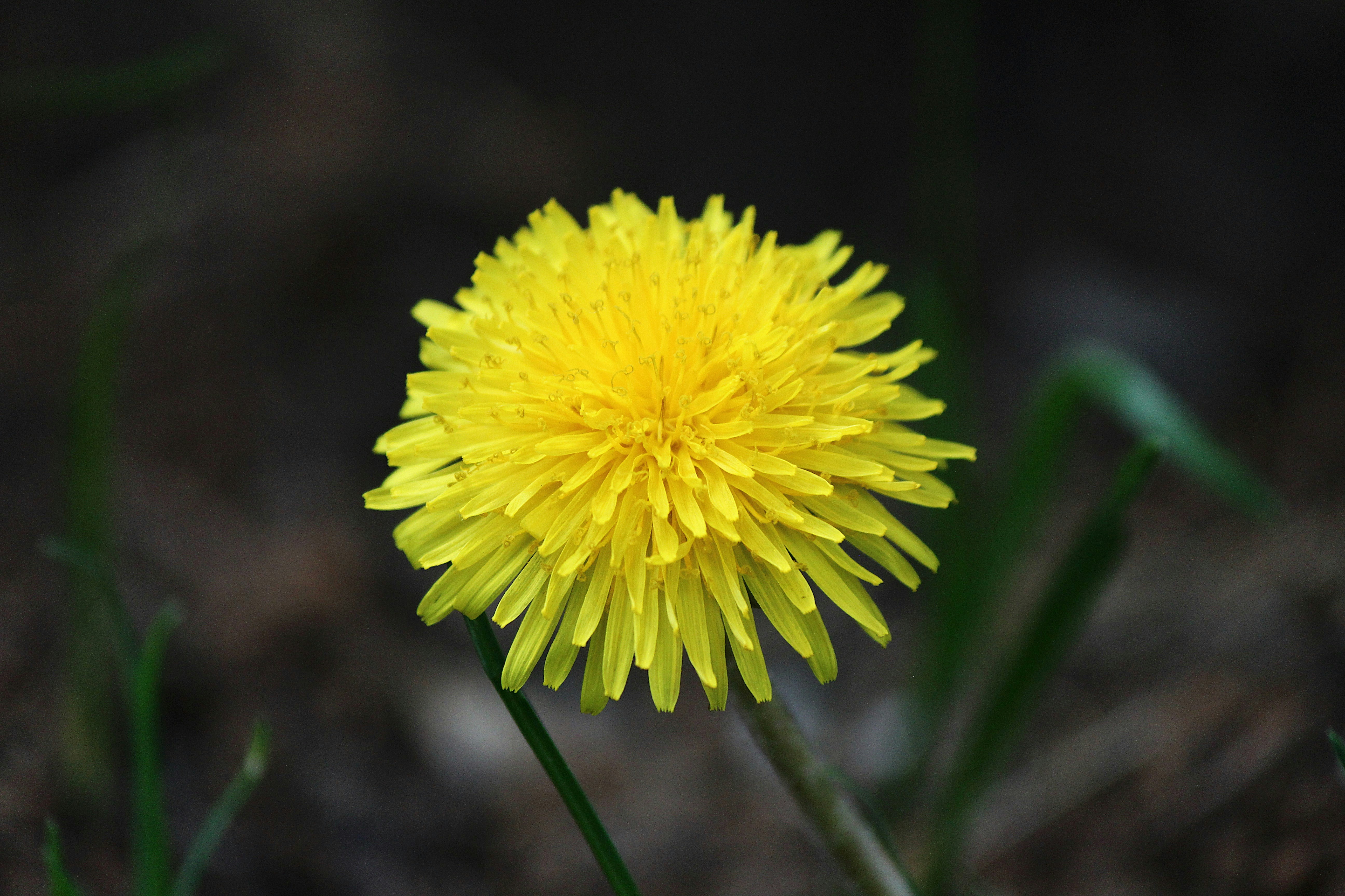 Una flor de diente de león amarillo brillante en un enfoque suave.
