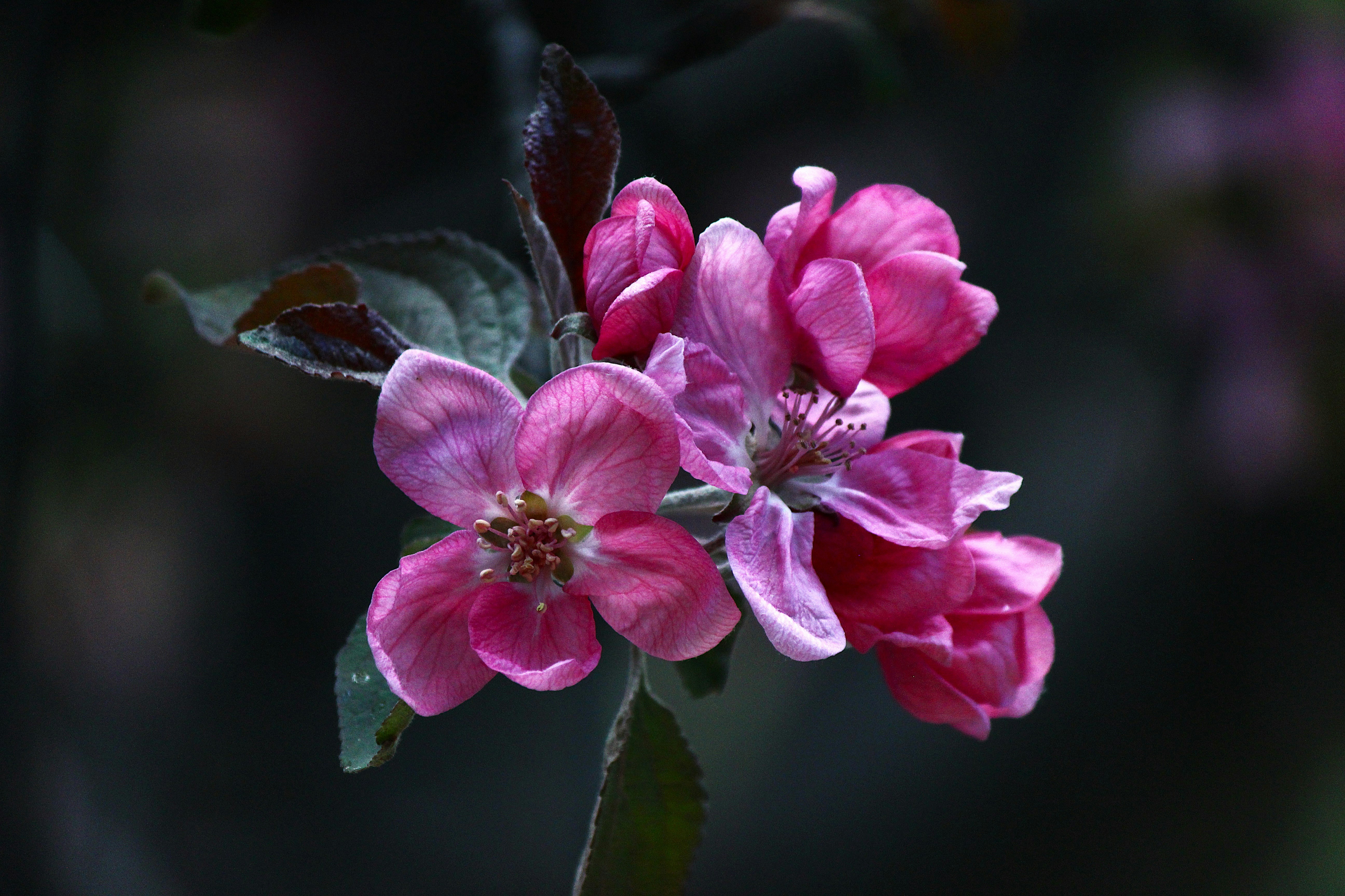 Primer plano de vibrantes flores rosas sobre un fondo oscuro