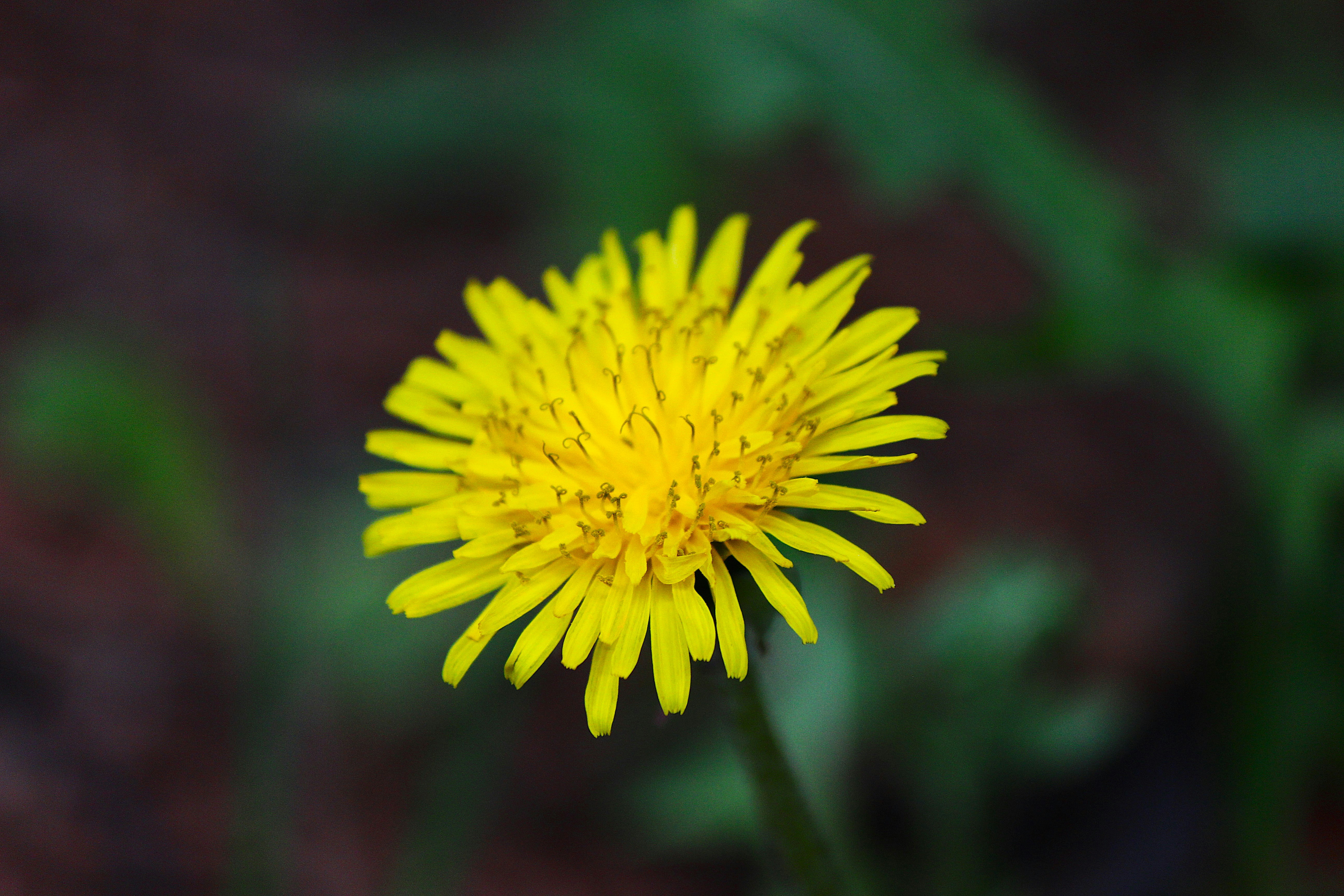 Un primer plano de una flor de diente de león amarillo brillante.