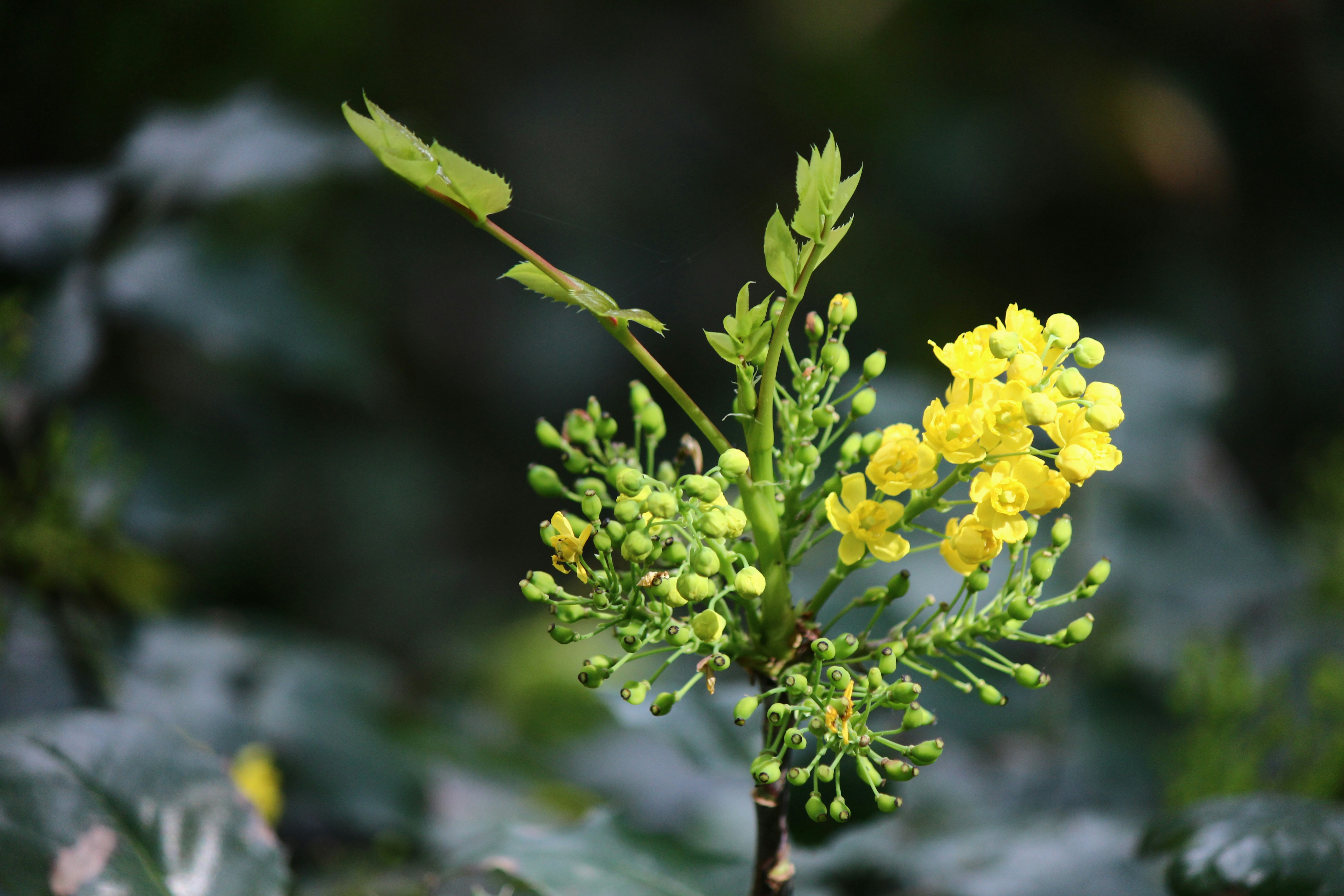 Un racimo de pequeñas flores amarillas en una rama