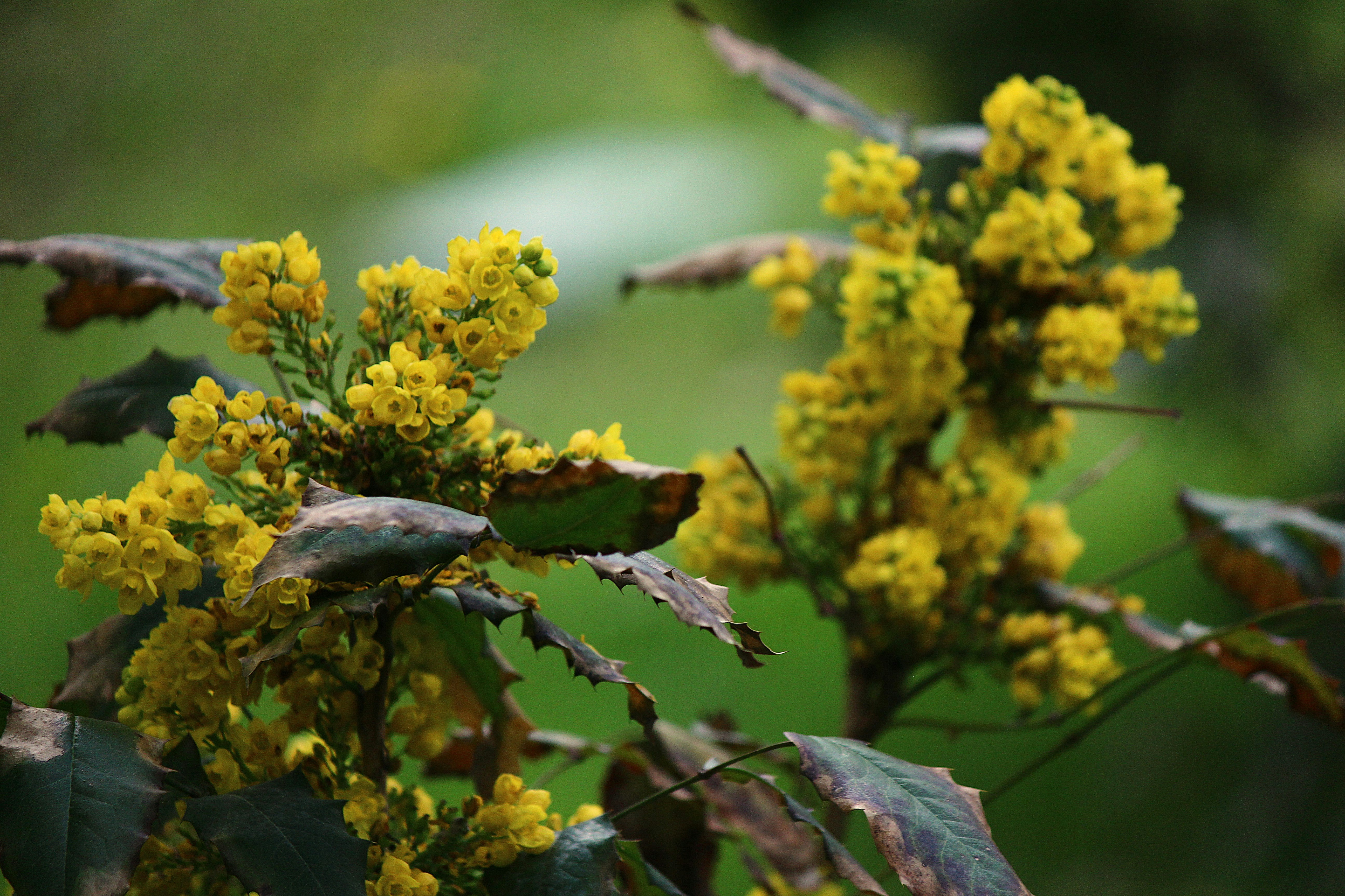 Las flores amarillas florecen en una rama con hojas.